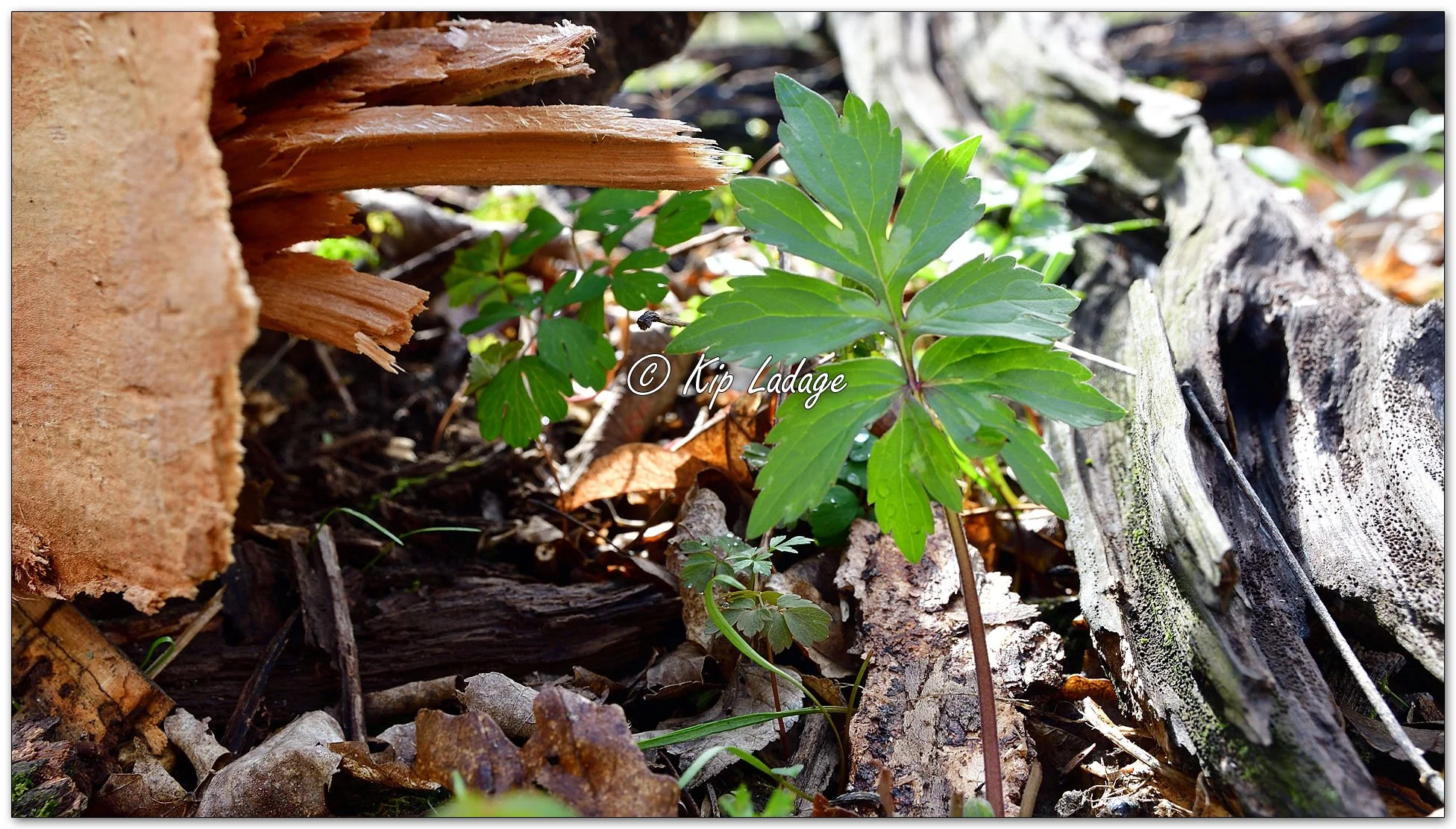 Kip’s Comments - April 21, 2025 — LadagePhotography.com