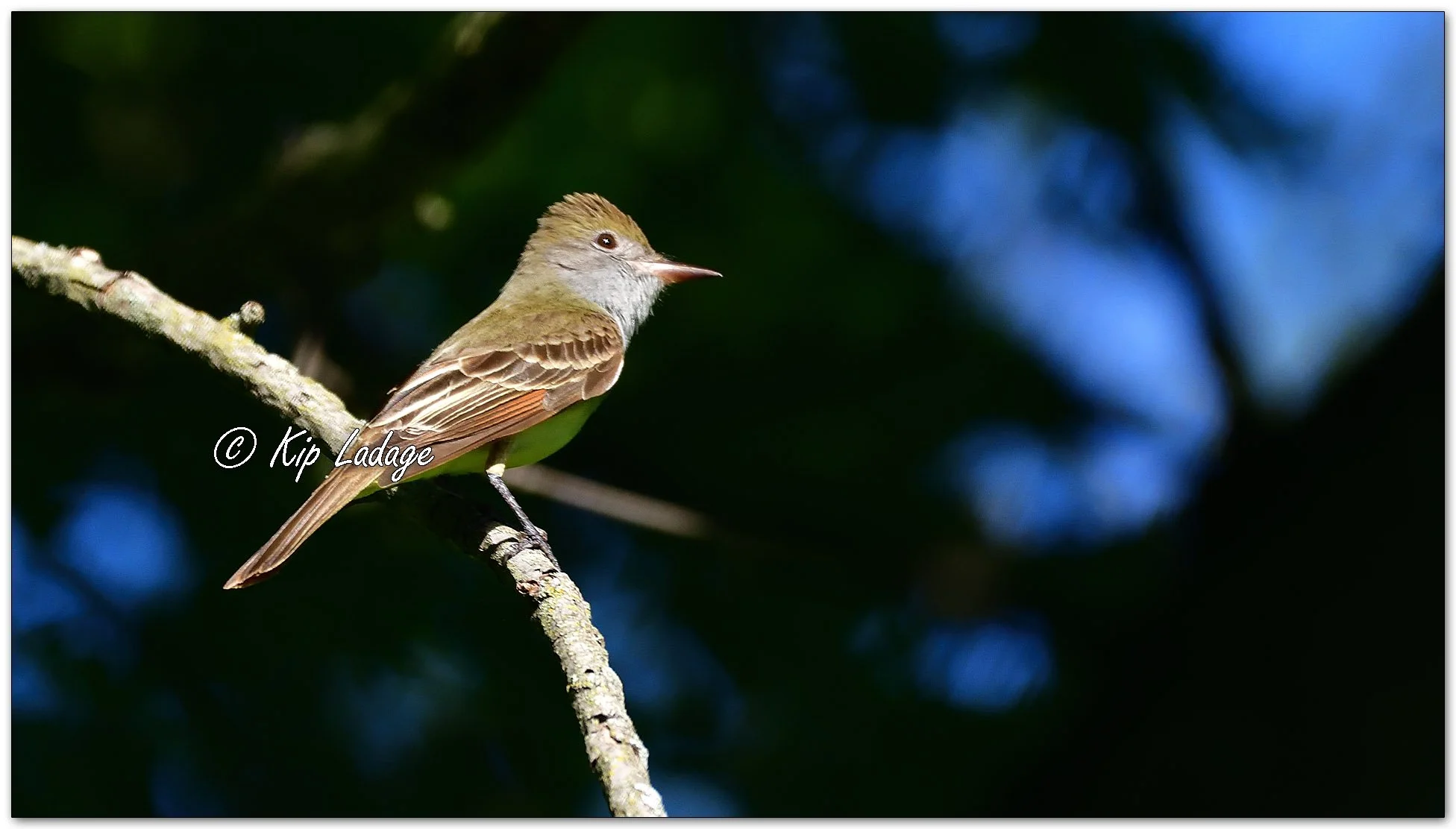Great Crested Flycatcher - Image 1100035