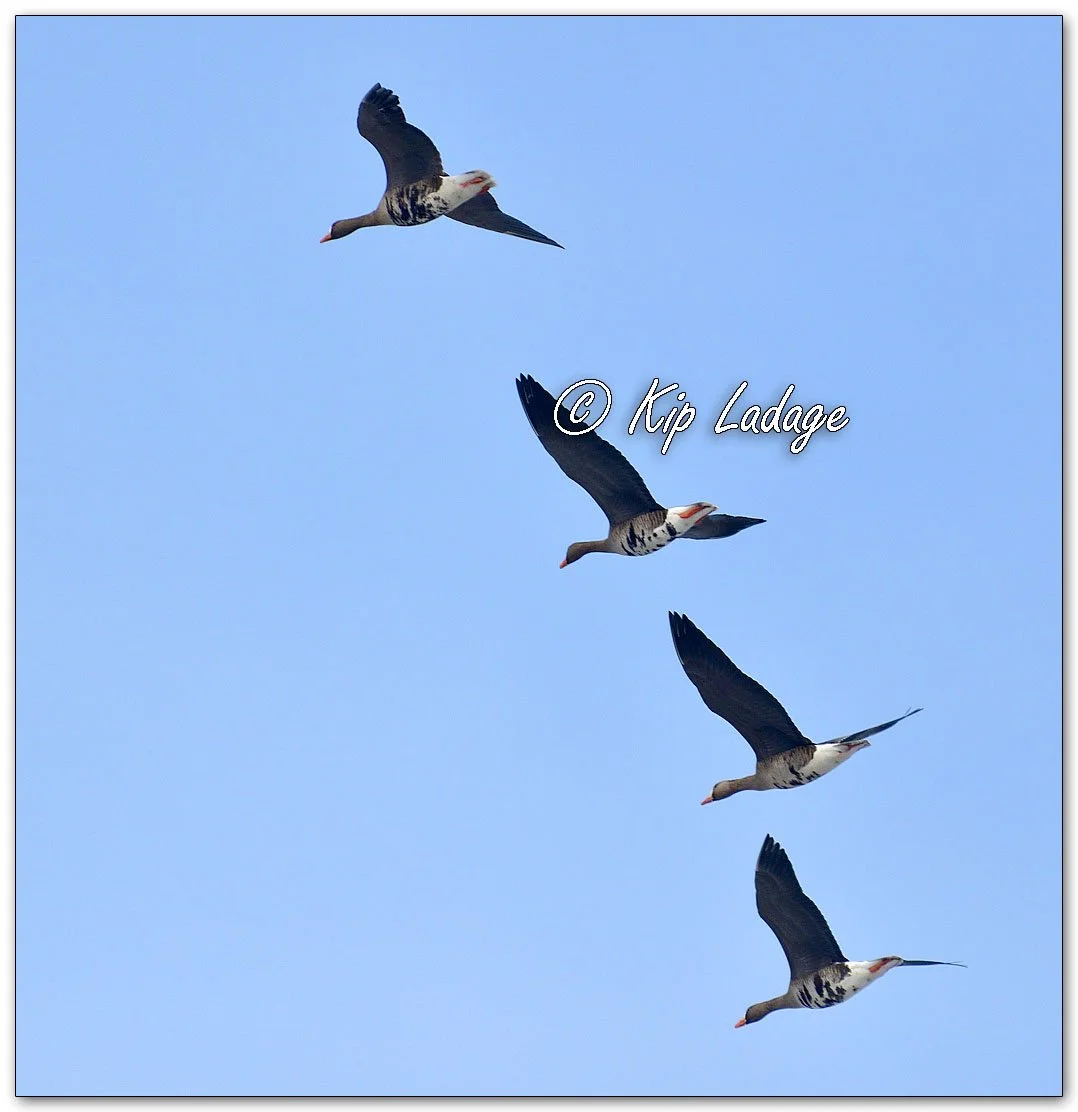 Greater White-fronted Geese - Image 1067279