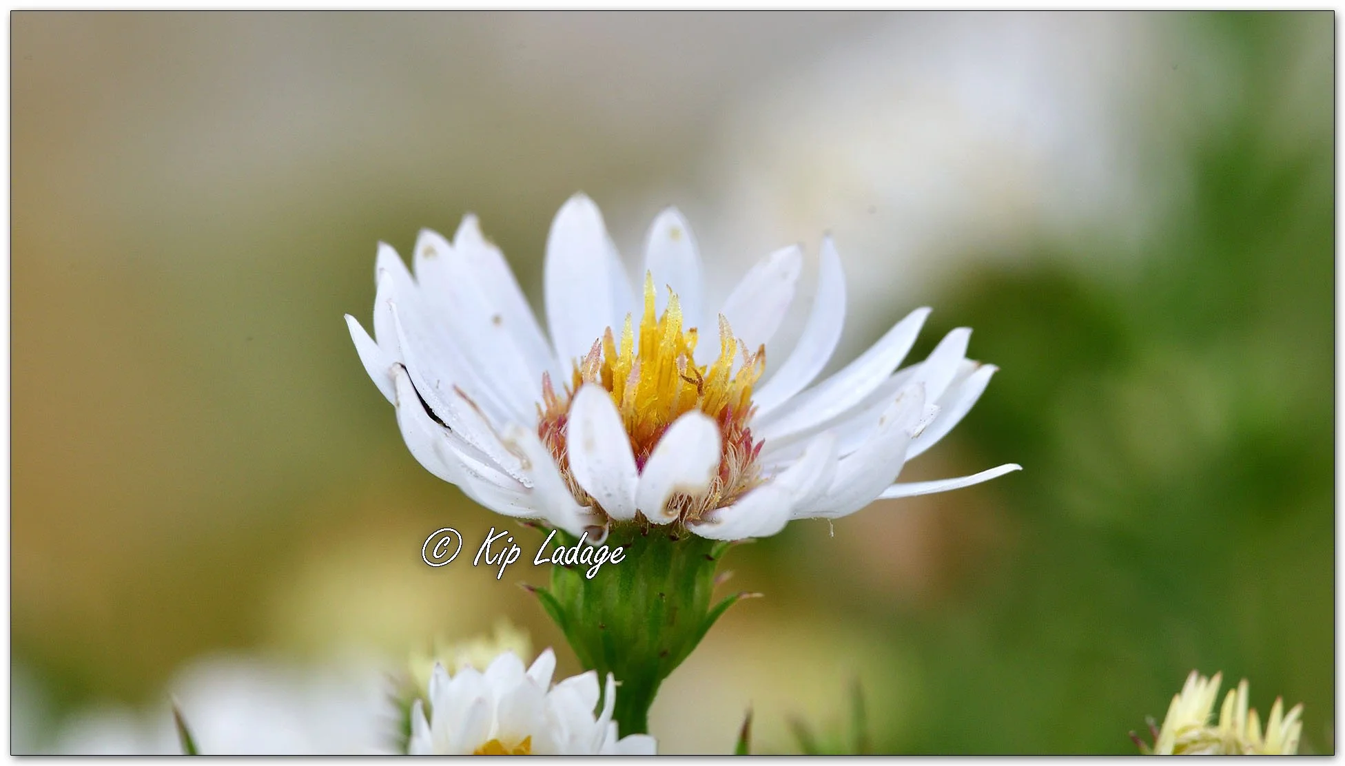 Hairy Aster - Image 1161095