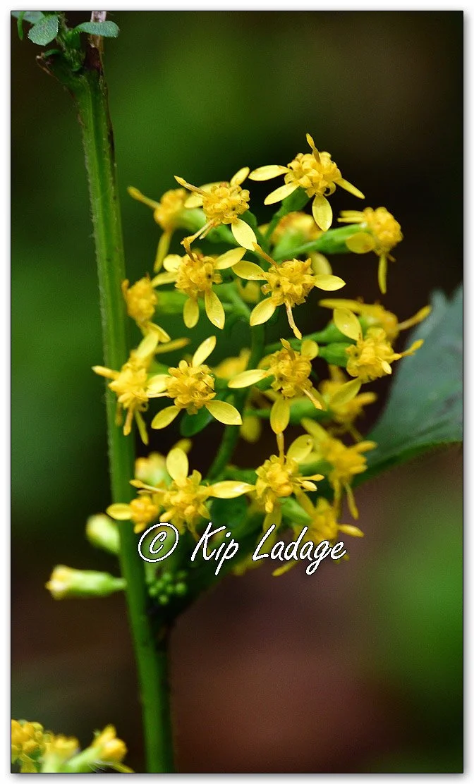Broad-leaved Goldenrod - Image 1151370