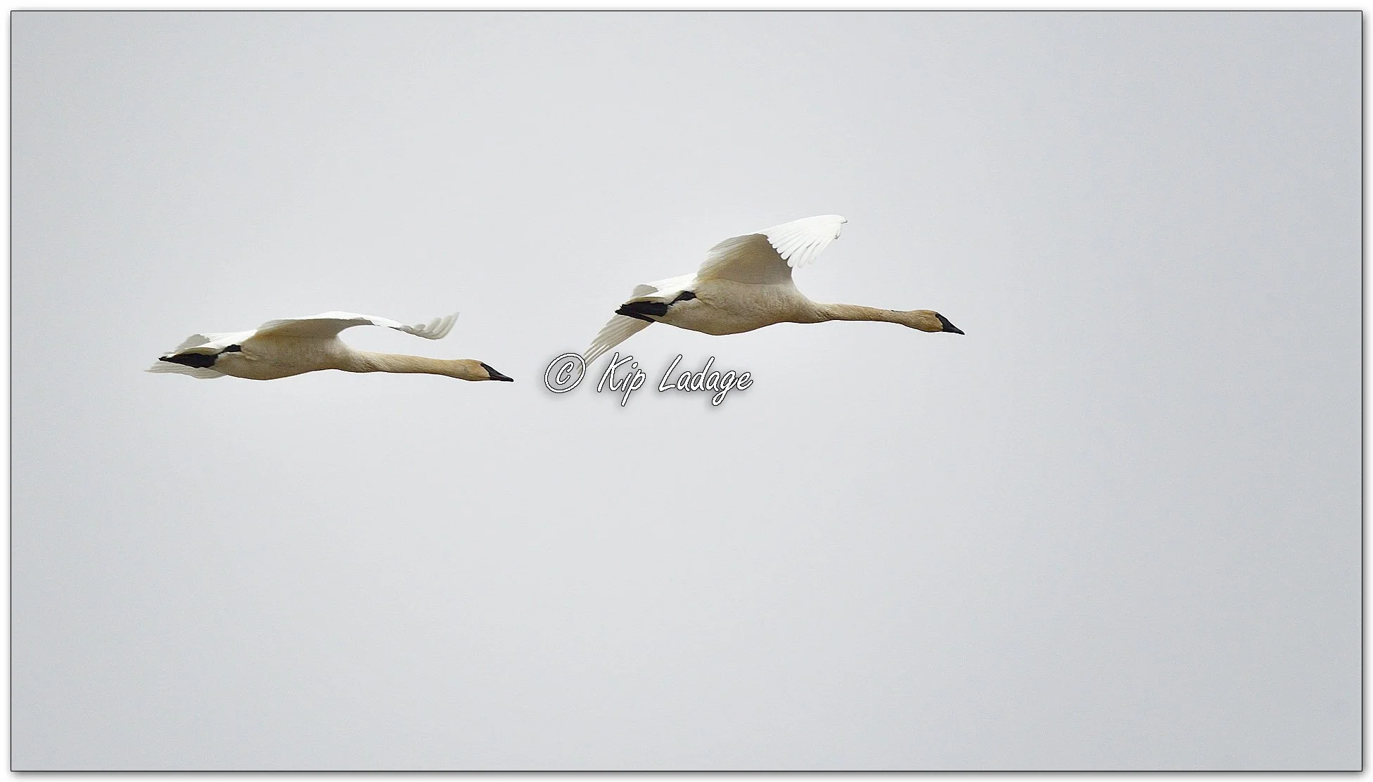 Trumpeter Swans in Flight - Image 1069677