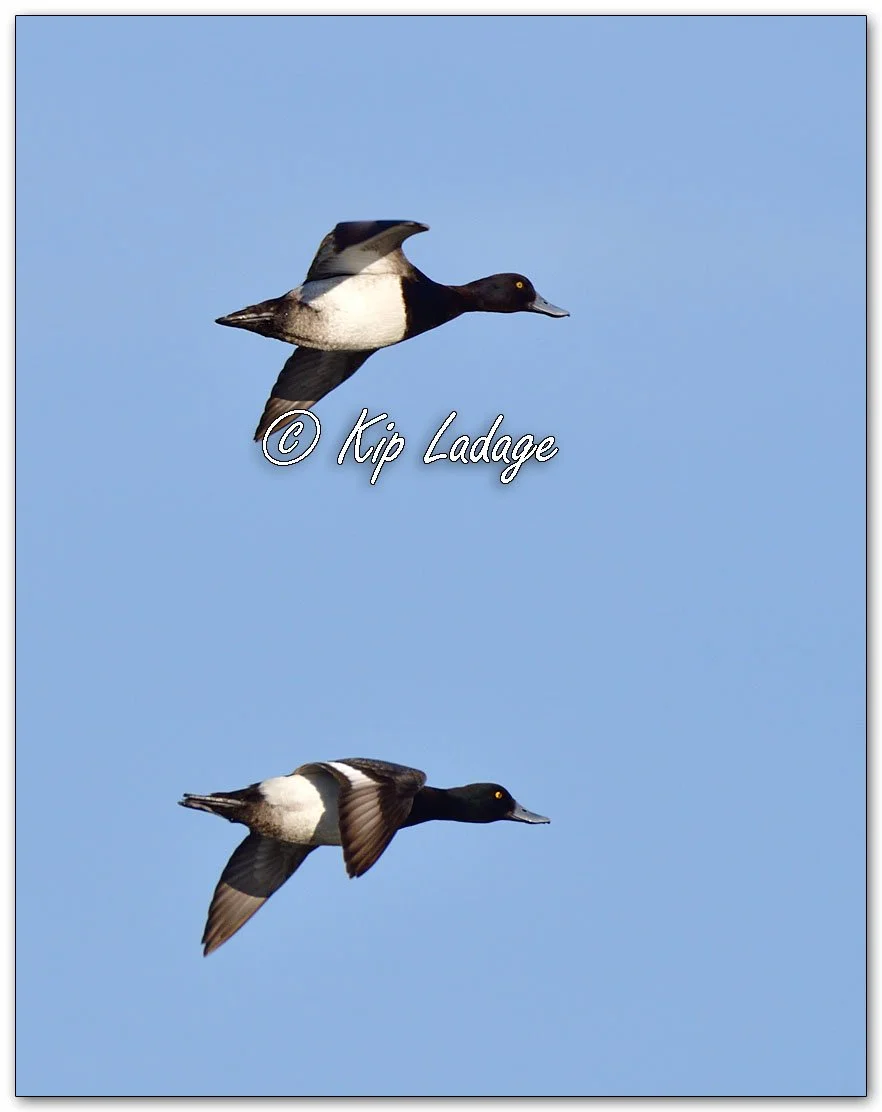 Greater Scaup  - Image 1070820