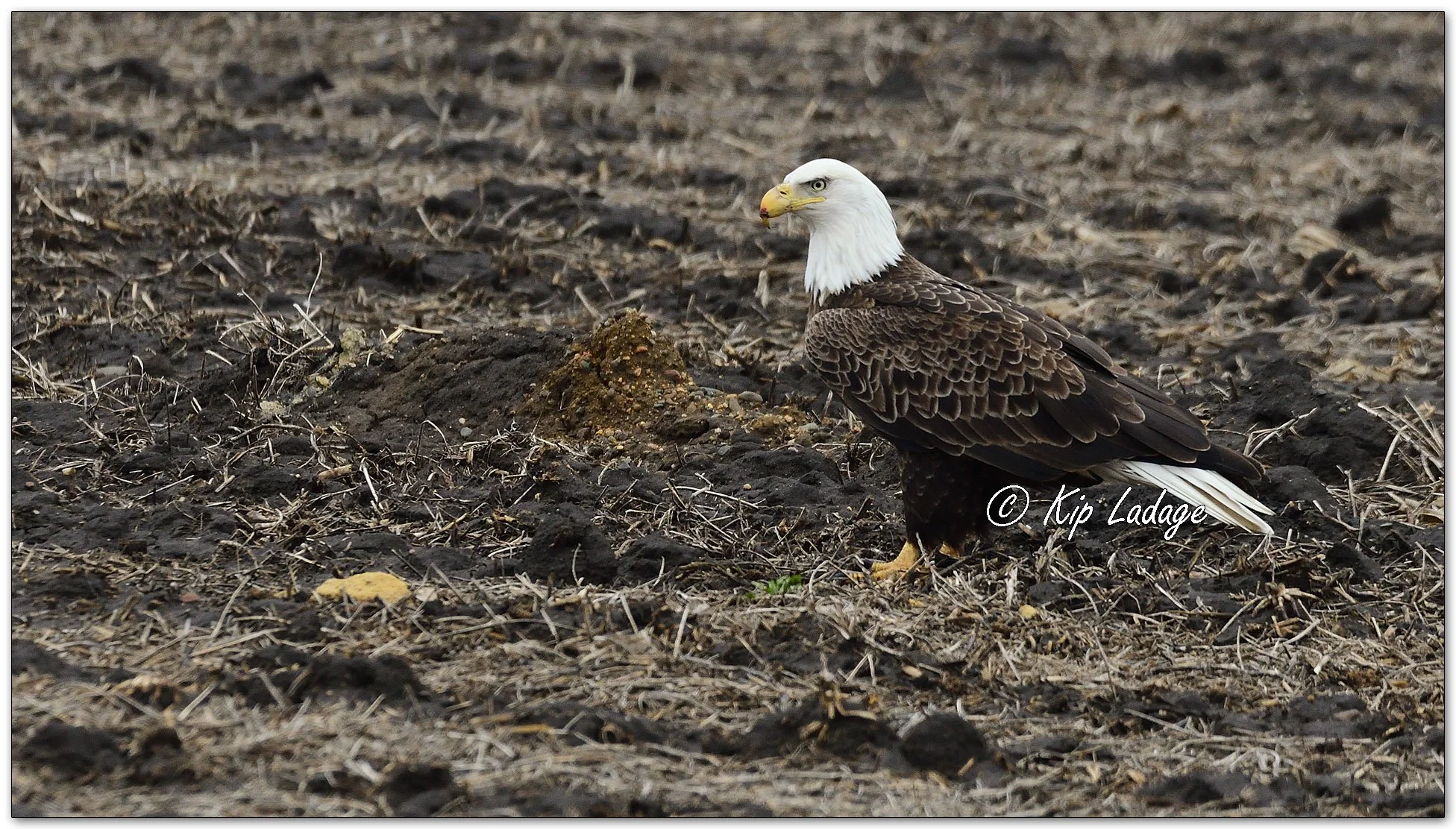 Adult Bald Eagle on Ground - Image 1082846