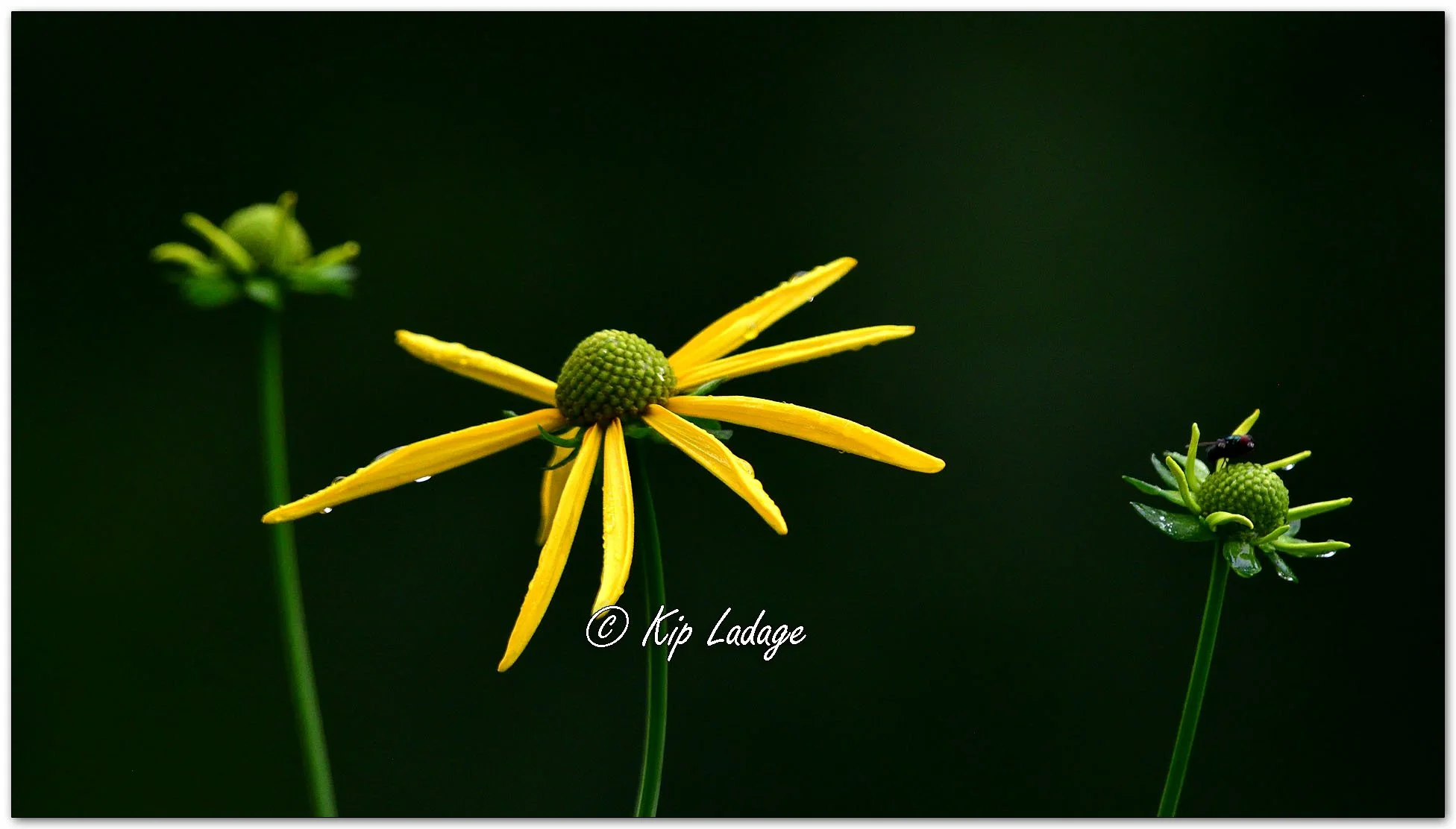 Cutleaf Coneflower in Rain - Image 1129358