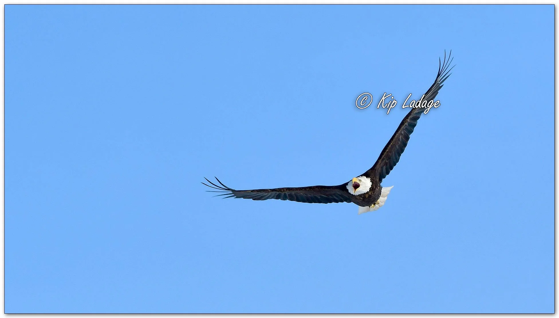 Adult Bald Eagle in Flight - Image 1066341