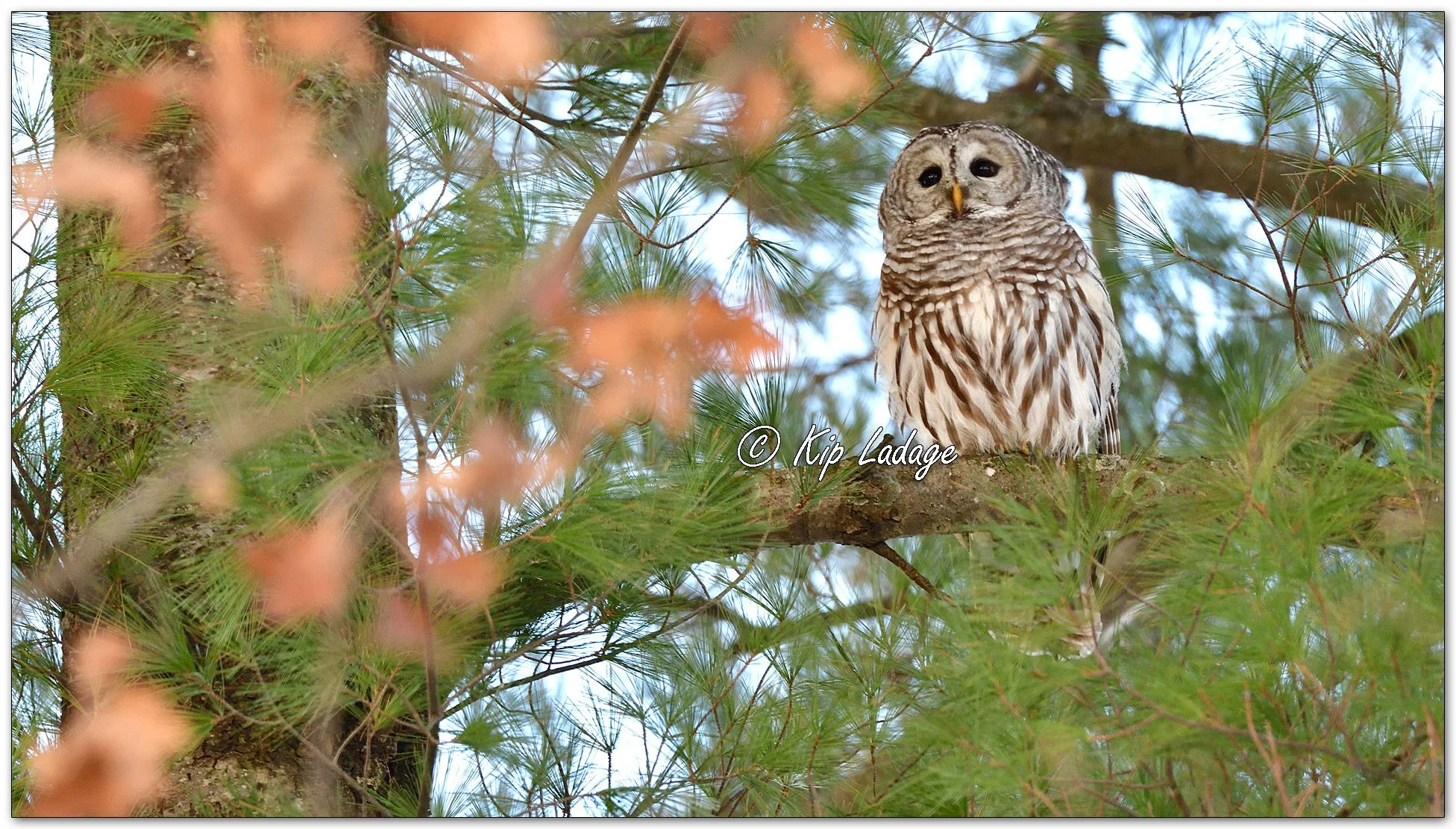 Barred Owl - Image 1051409