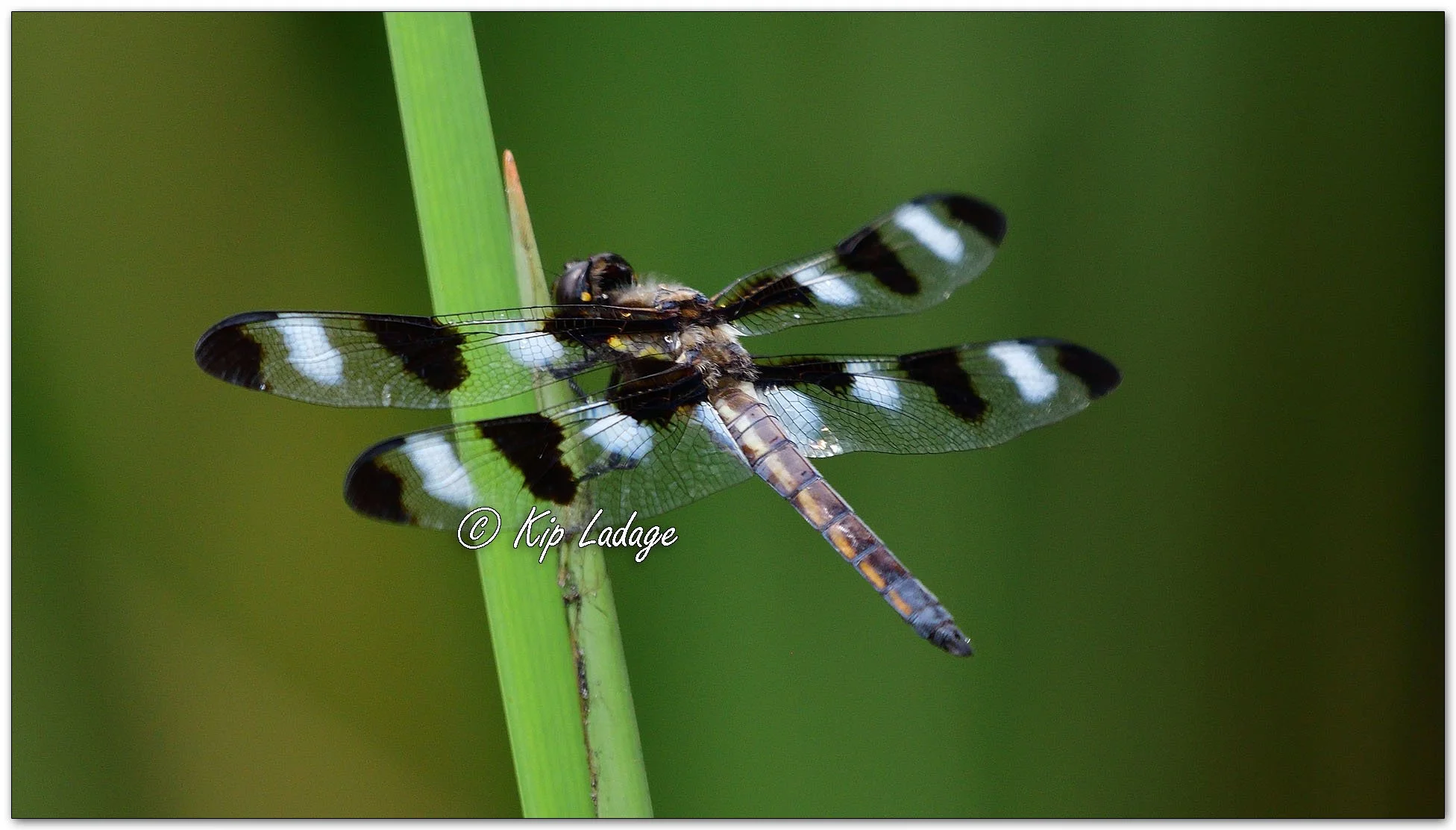 Twelve-spotted Skimmer Dragonfly - Image 1114783
