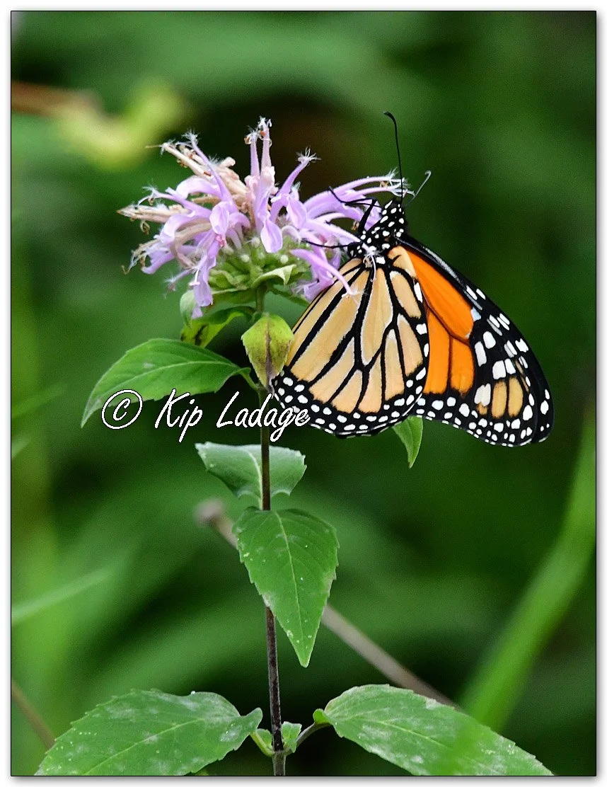 Monarch Butterfly on Wild Bergamot - Image 1129025