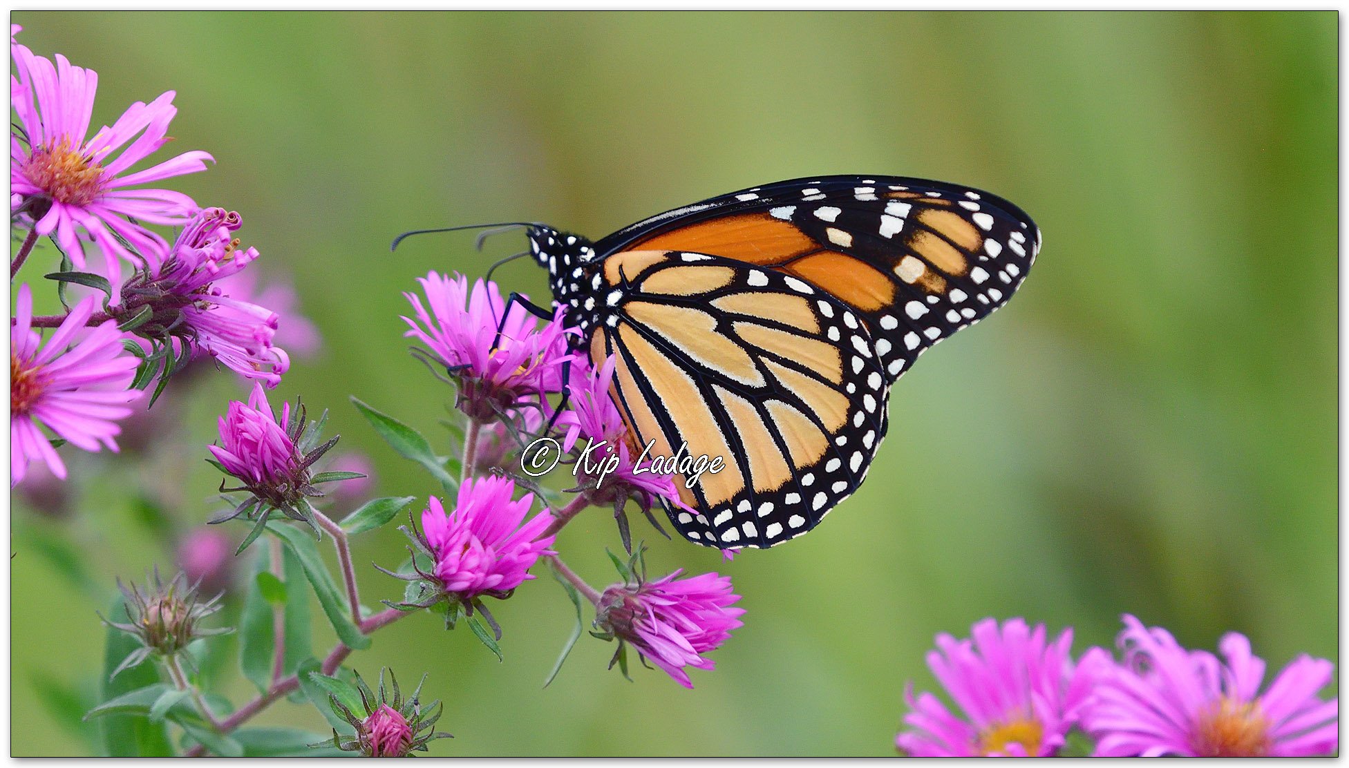 Monarch Butterfly on New England Aster - Image 1151049