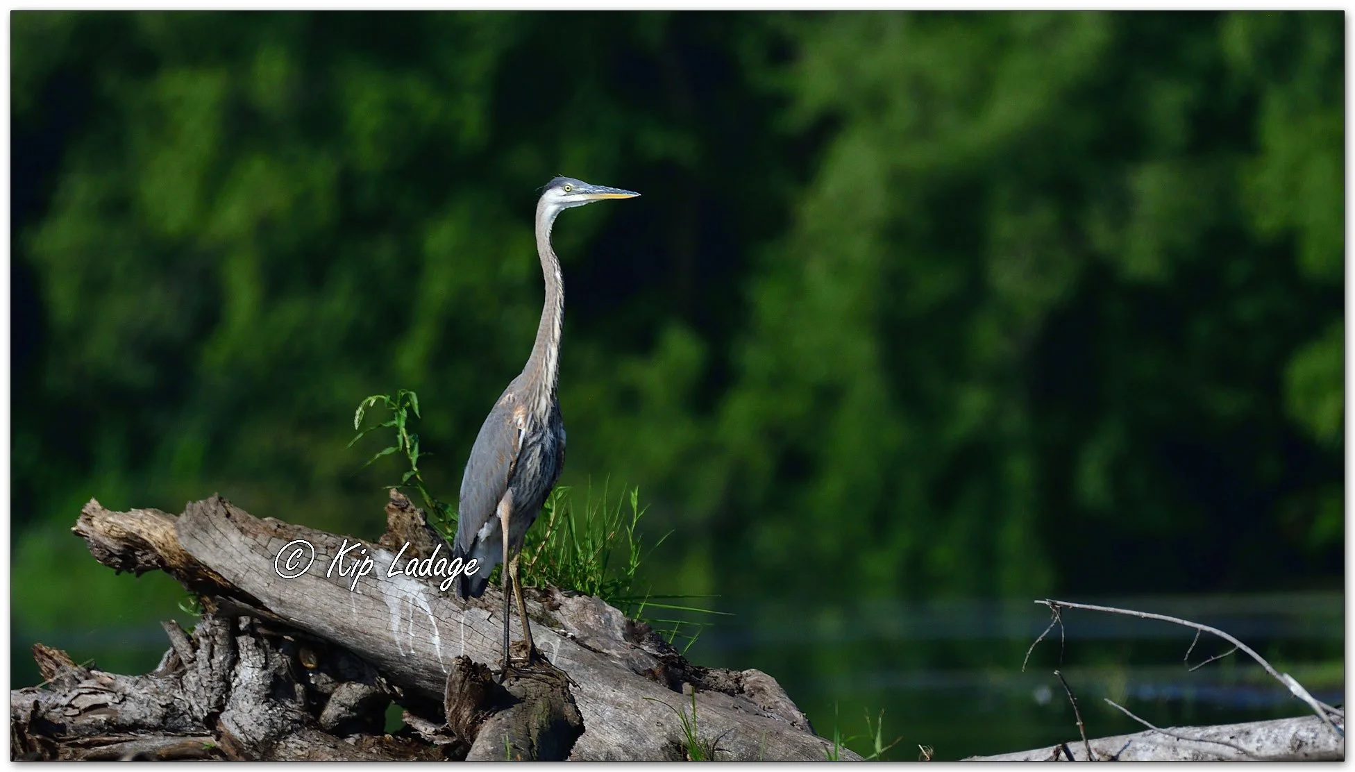 Great Blue Heron - Image 1123045