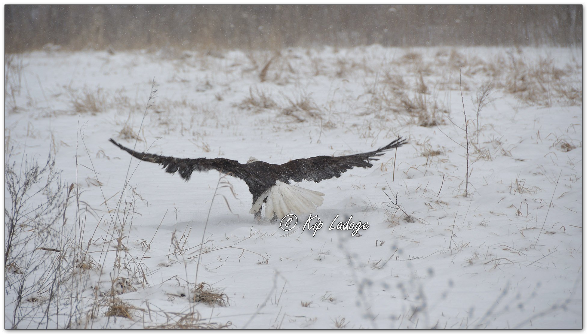 Injured Bald Eagle - Image 1057780