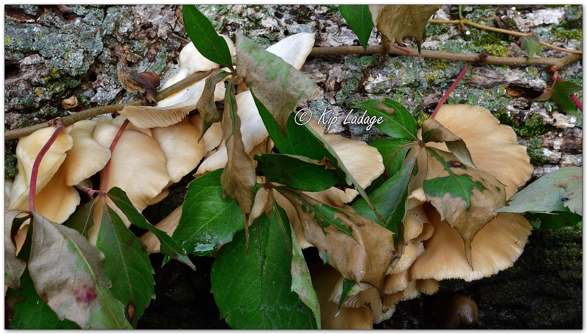 Oyster Mushrooms and Virginia Creeper - Image 1153444