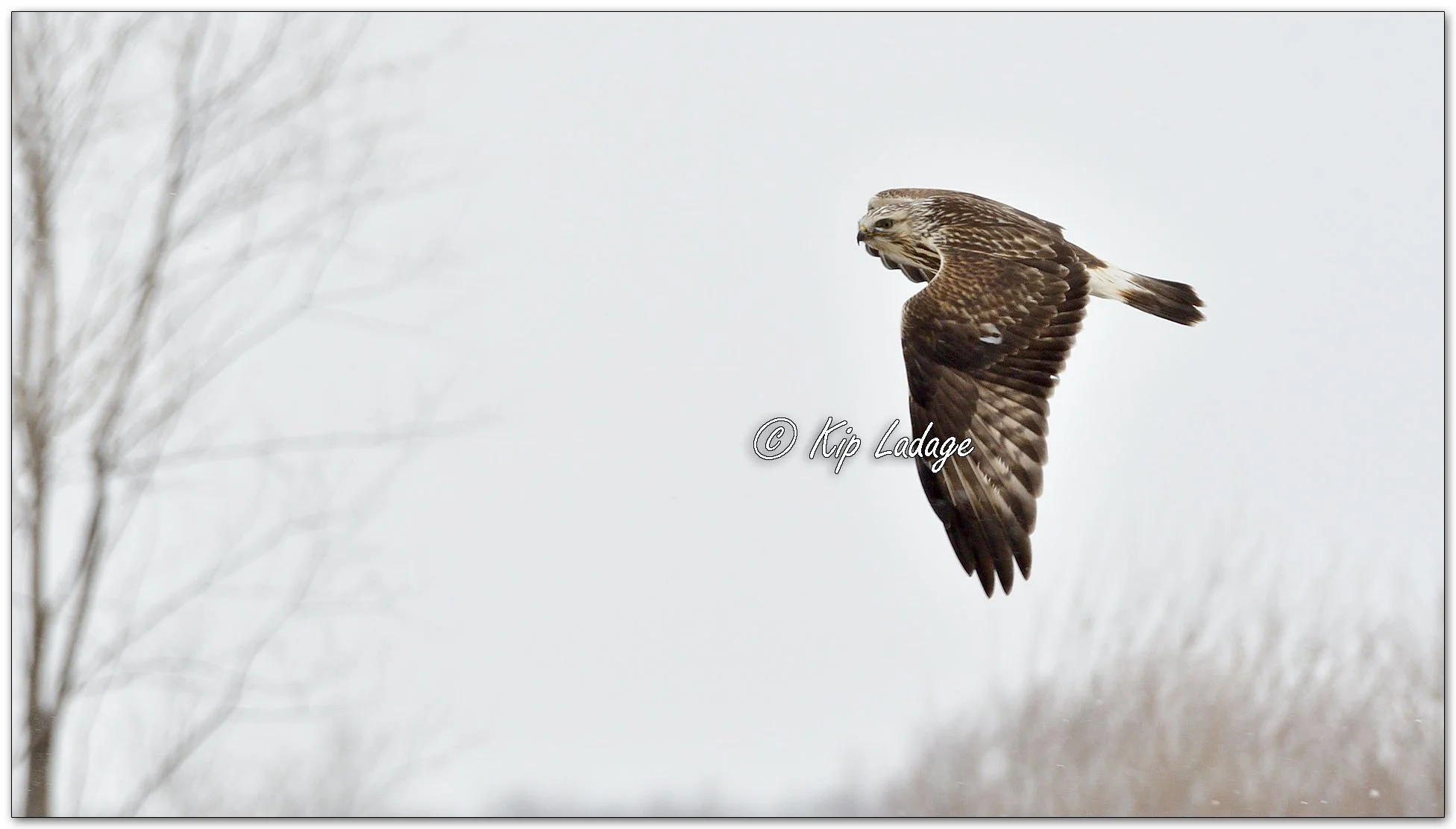 Rough-legged Hawk in Flight - Image 1061073