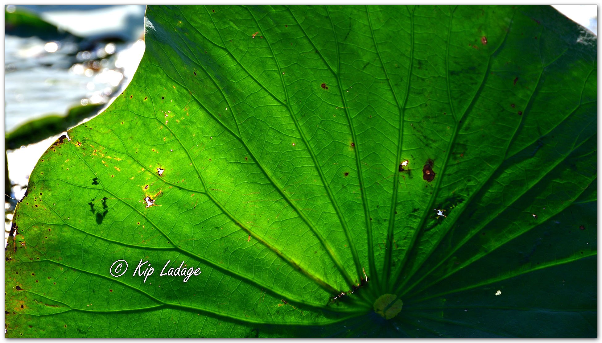 American Lotus - Image 1137981