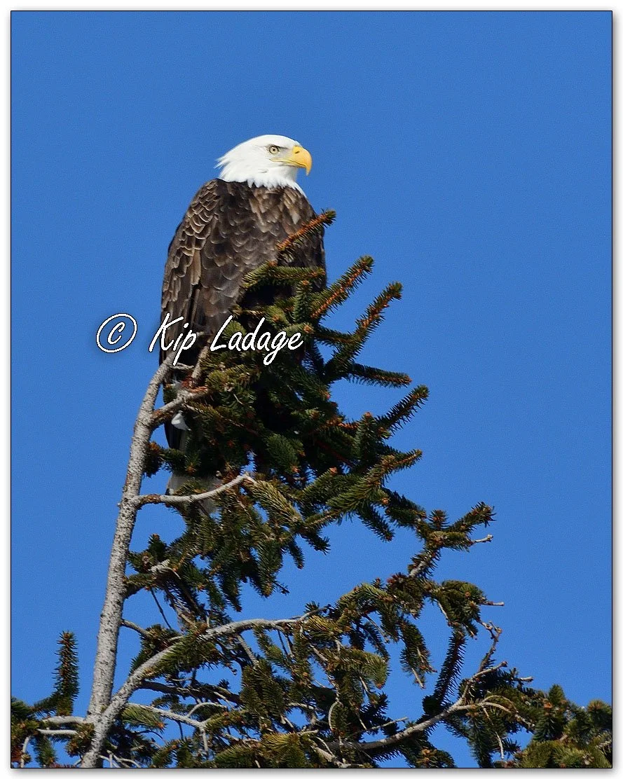 Adult Bald Eagle in Tree - Image 1061128