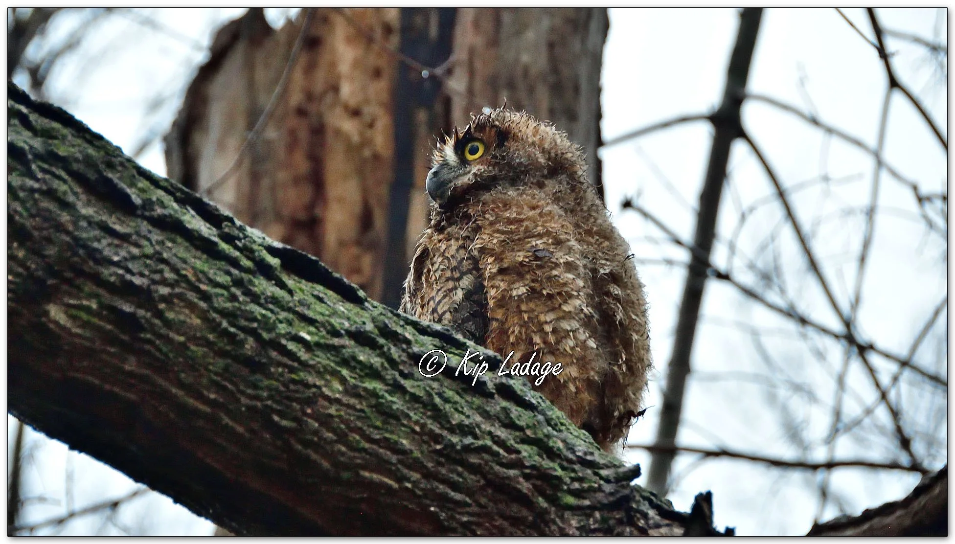 Young Great Horned Owl - Image 1084888