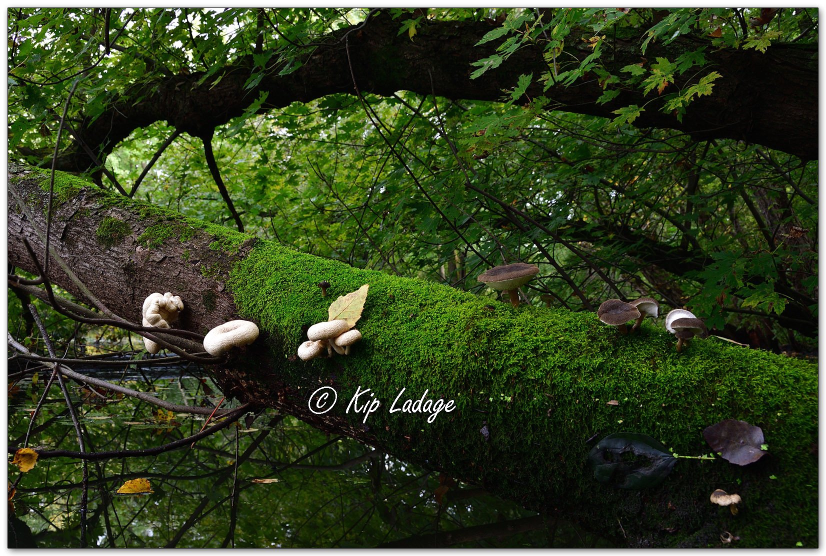 Fungi on Moss-covered Tree - Image 1153432