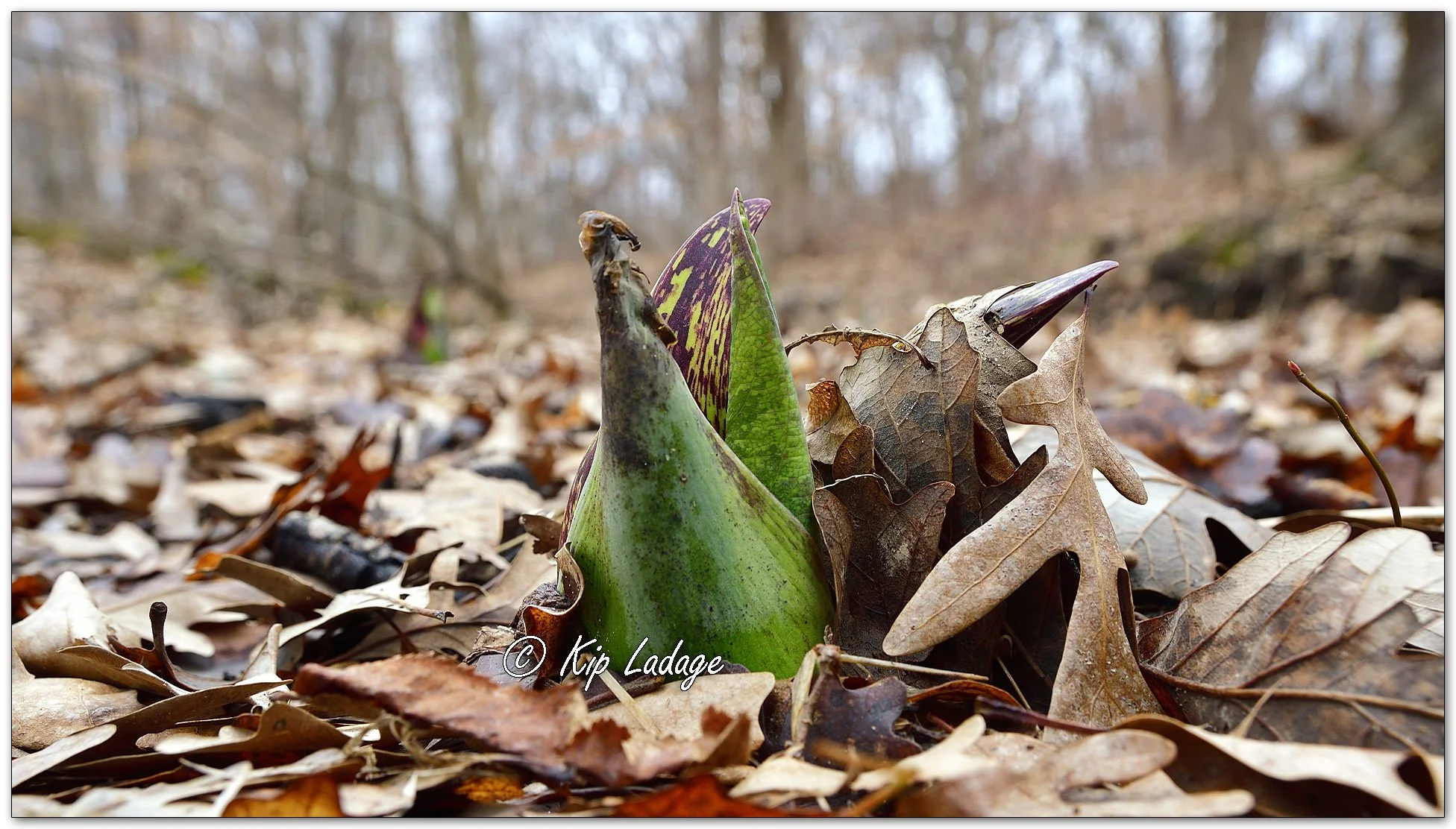 Skunk Cabbage - Image 1072388