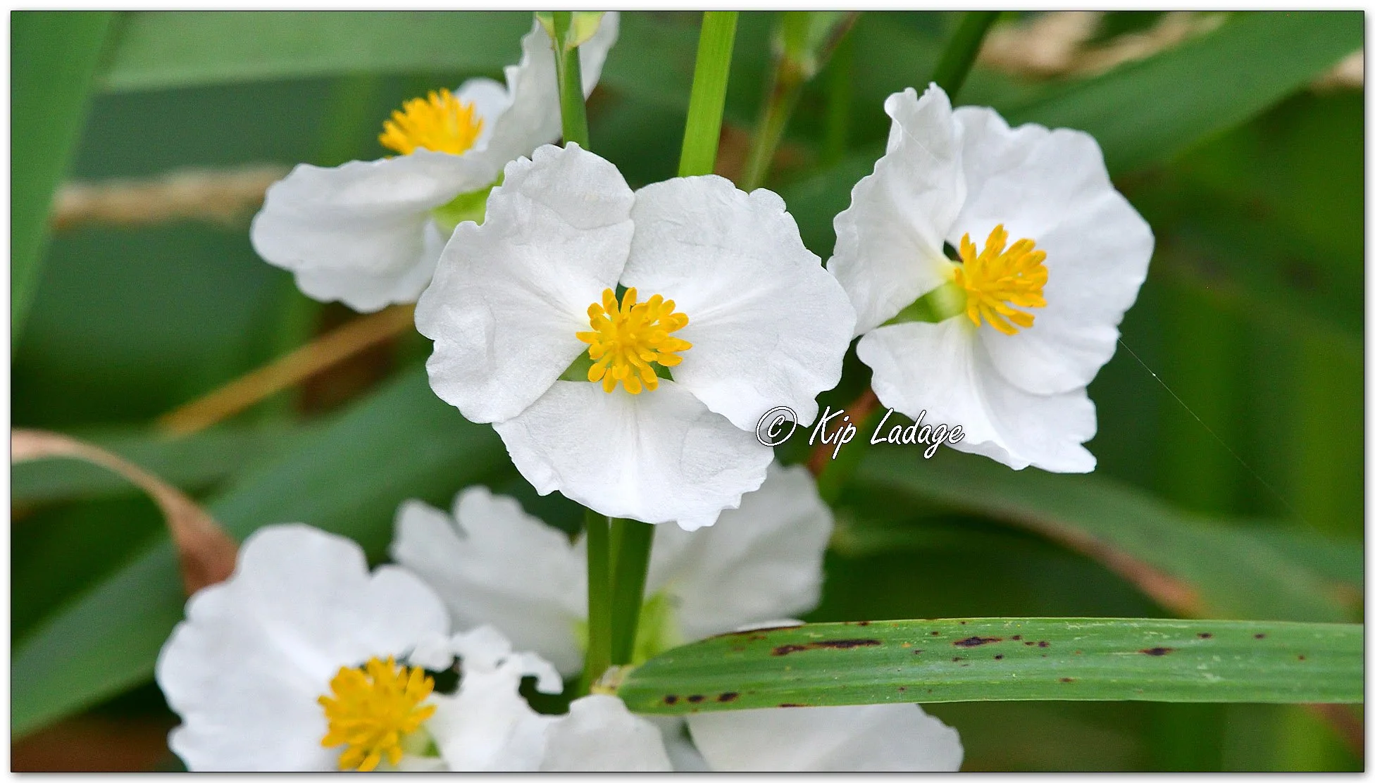 Arrowhead Blossoms - Image 1127637