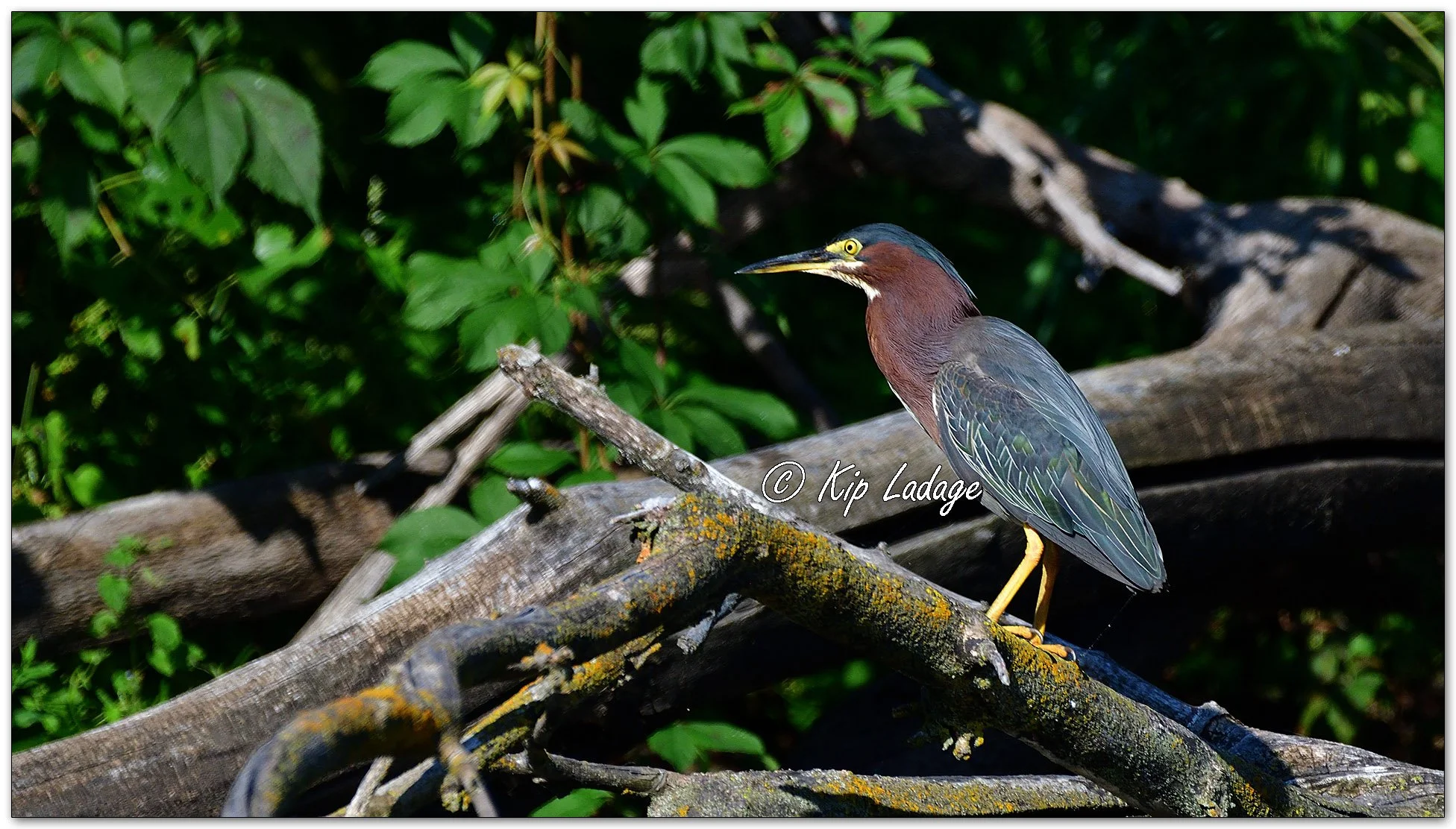 Green Heron - Image 1138829