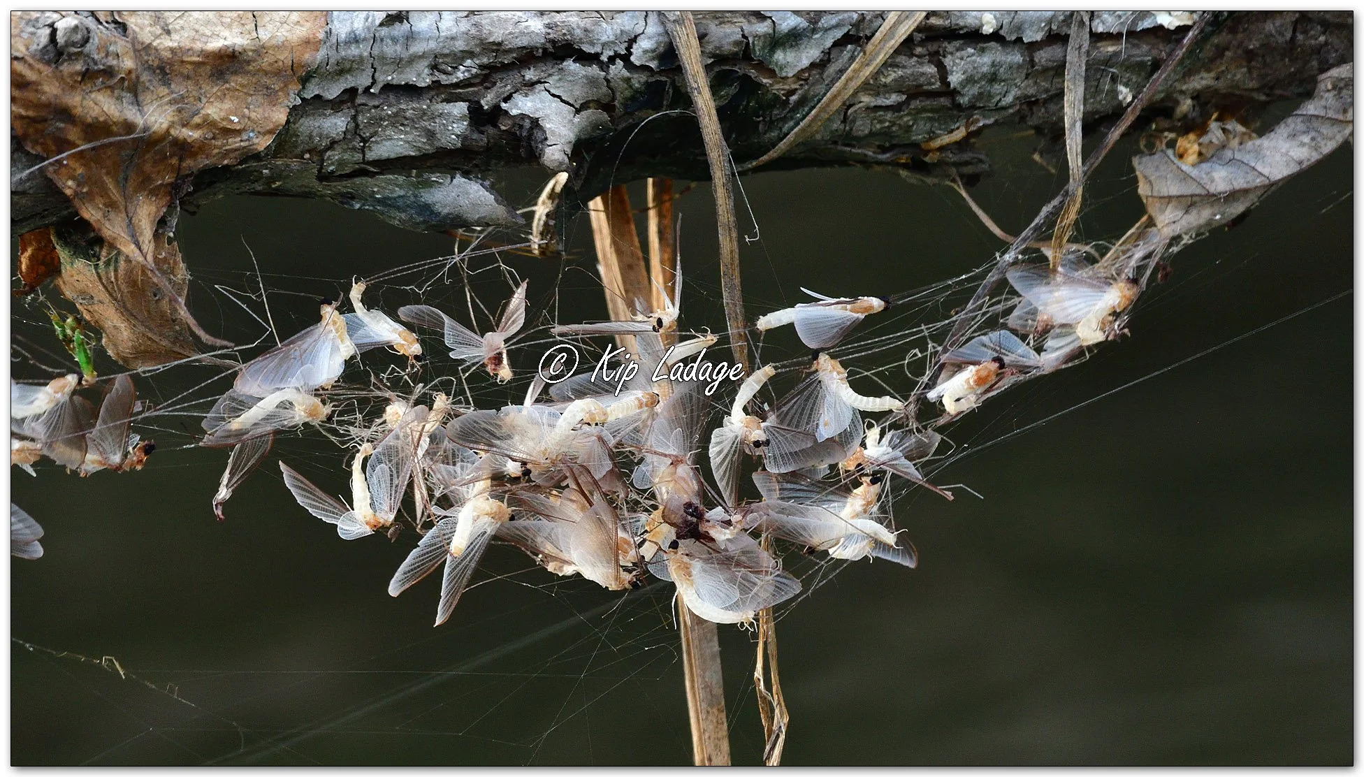 Mayflies in Spider Web - Image 1128591