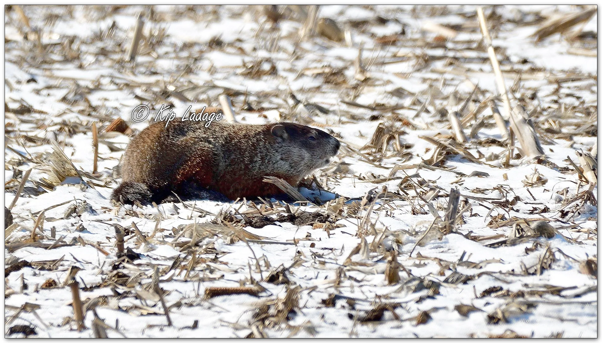 Woodchuck in Snow - Image 1074990