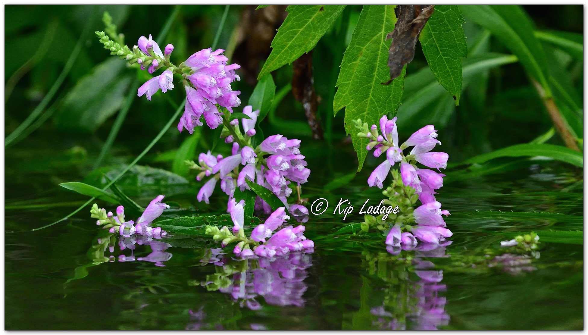 Obedient Plant in Water - Image 1134832