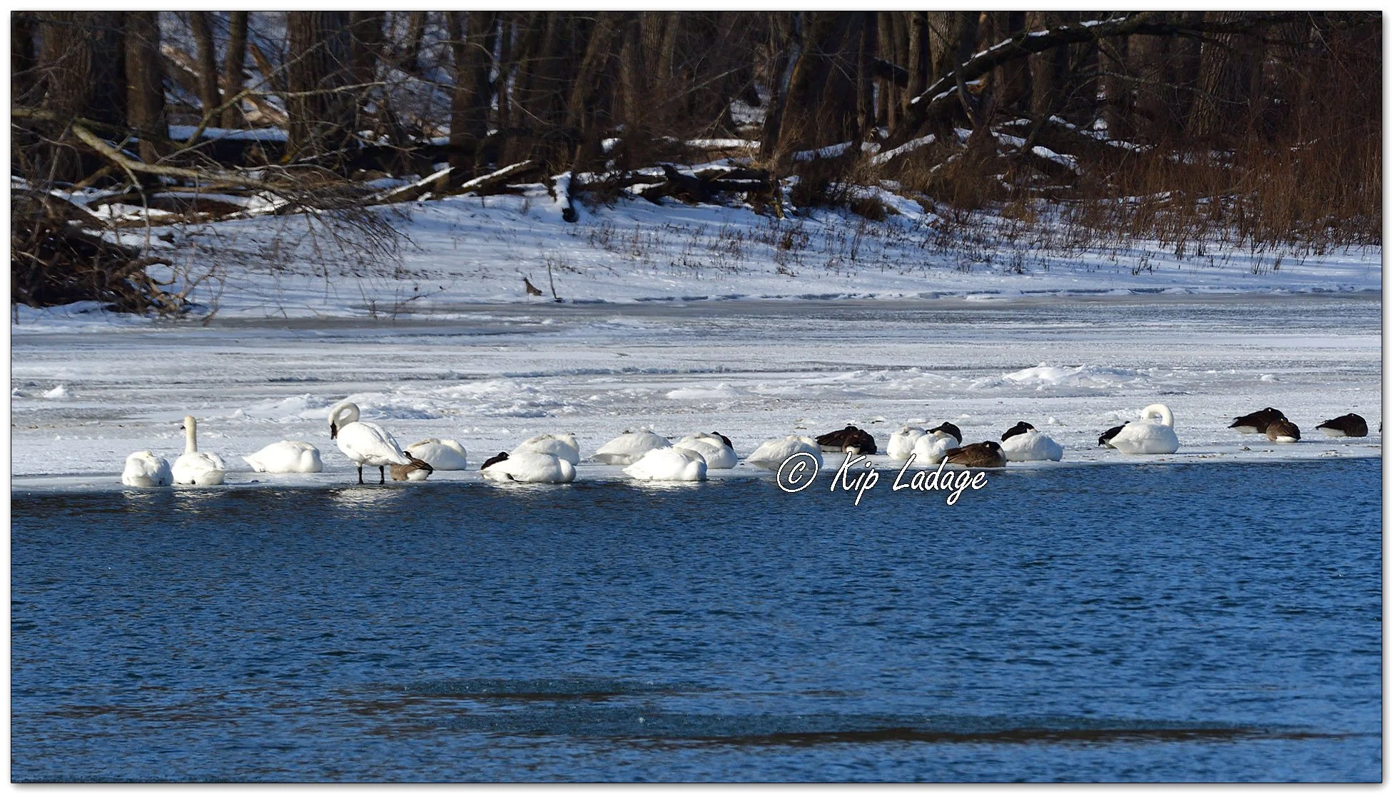 Trumpeter Swans on Cedar River - Image 1060252