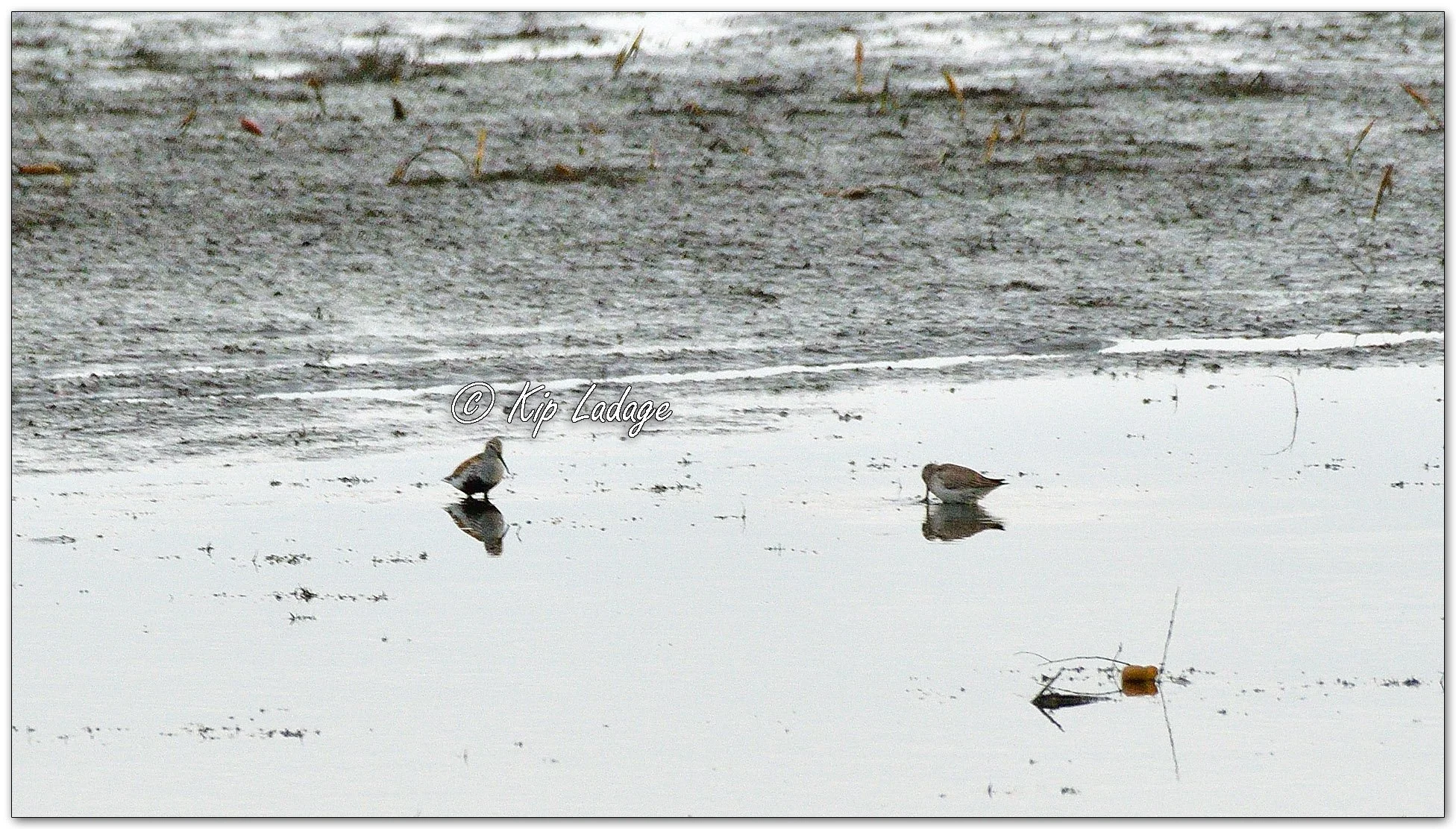 Dunlin (on left) - Image 1092020