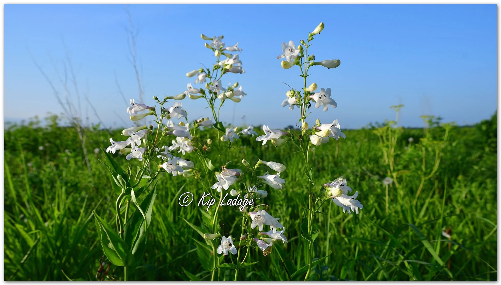 Foxglove Beardtongue - Image 1108272
