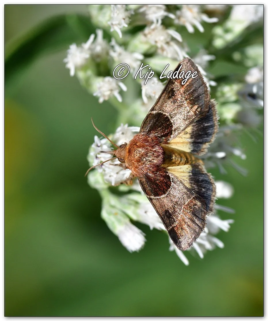 Owlet Moth on Late Boneset - Image 1144707