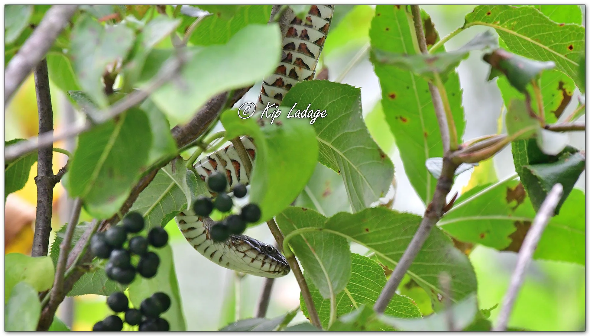 Common Water Snake High in A Tree - Image 1142614