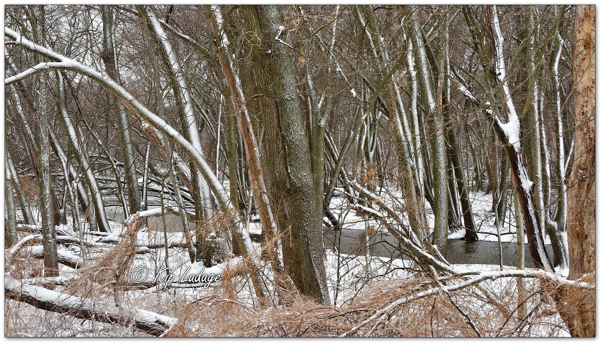 Timber in Snow - Image 1073376