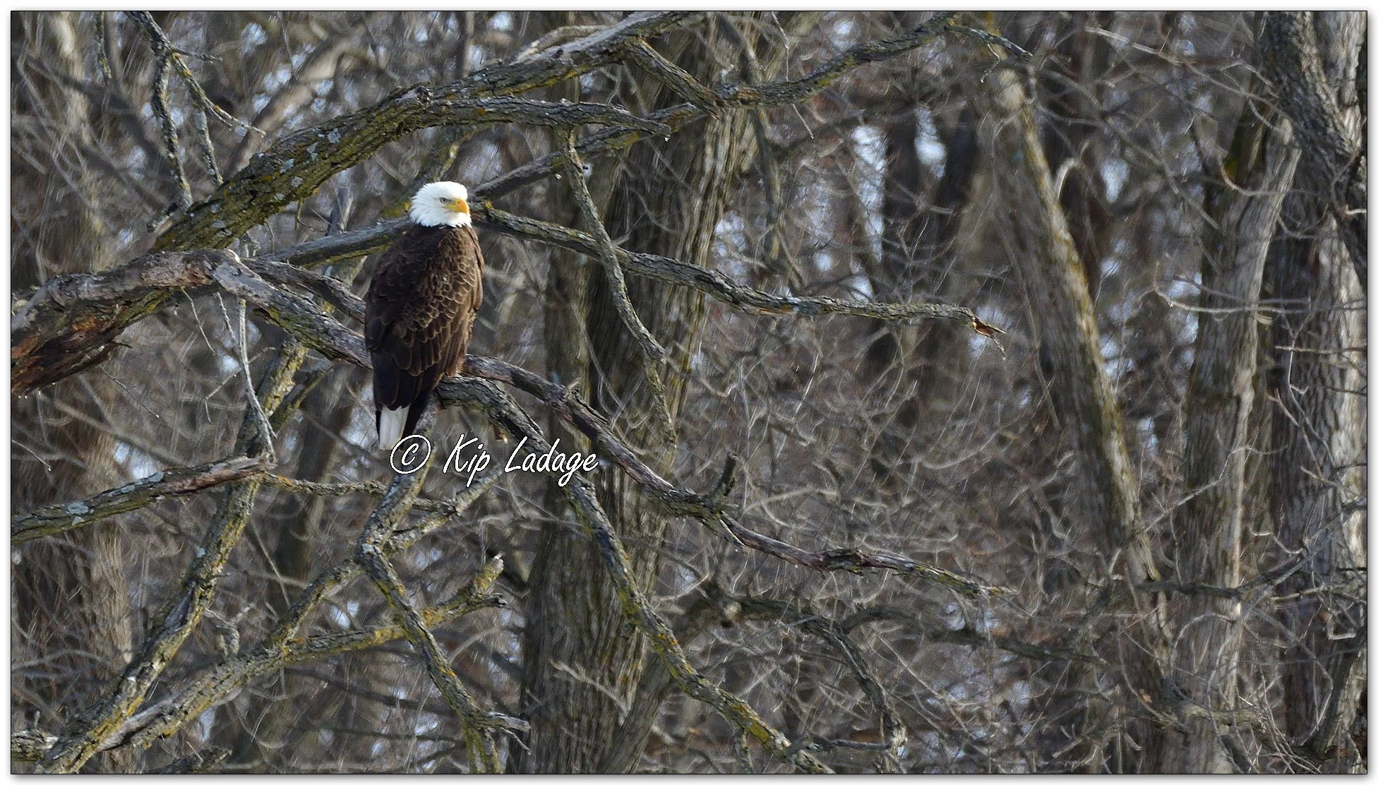 Bald Eagle in Tree - Image 1073434