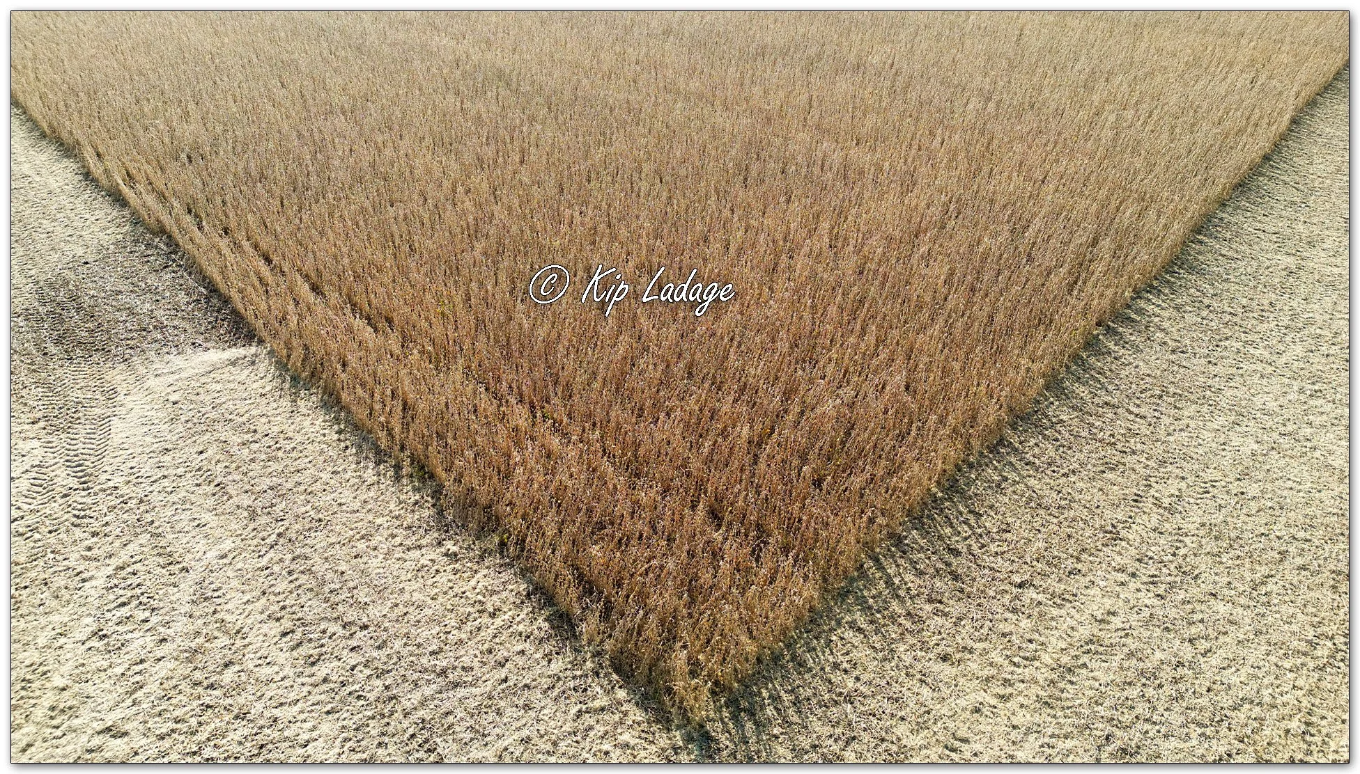 Soybean Field Geometry - Image 1163179