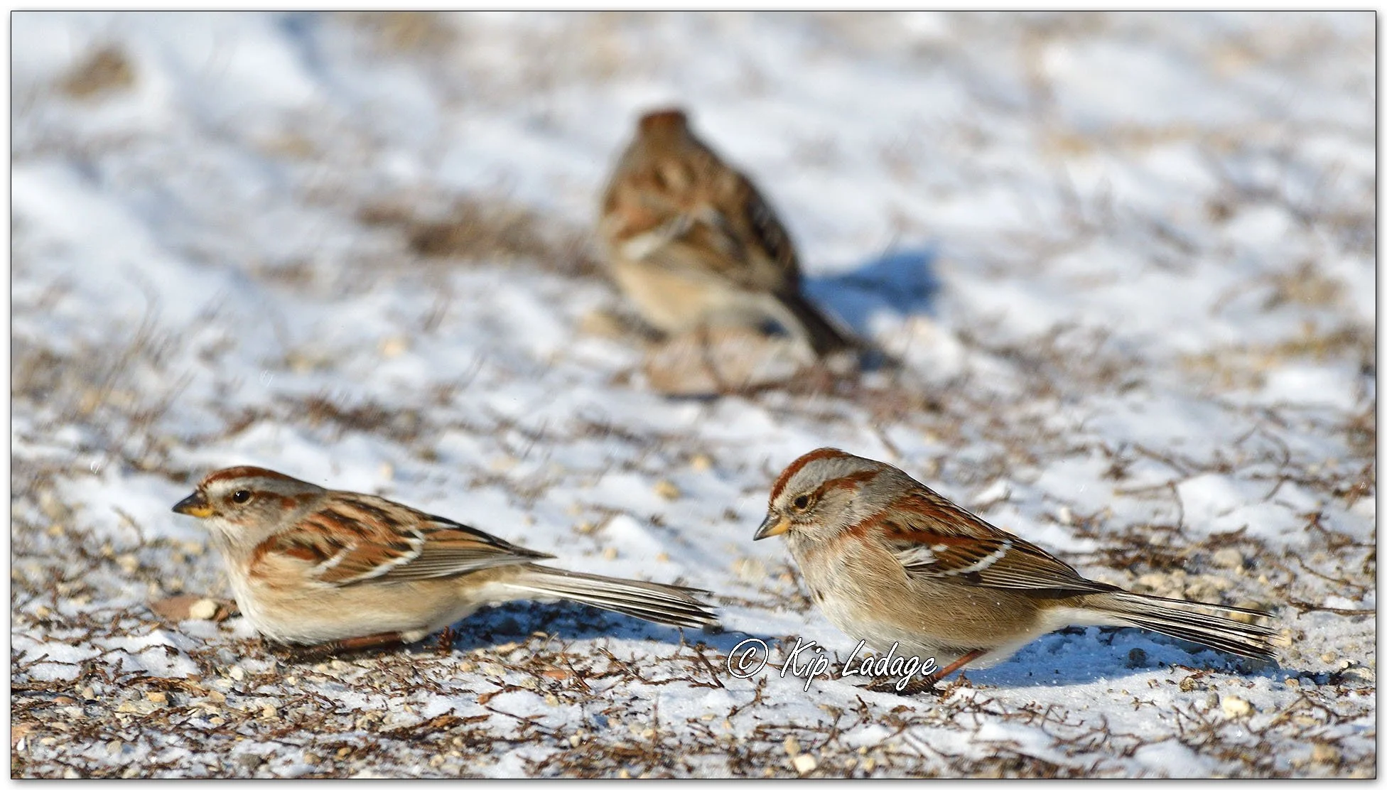 American Tree Sparrow - Image 1059059