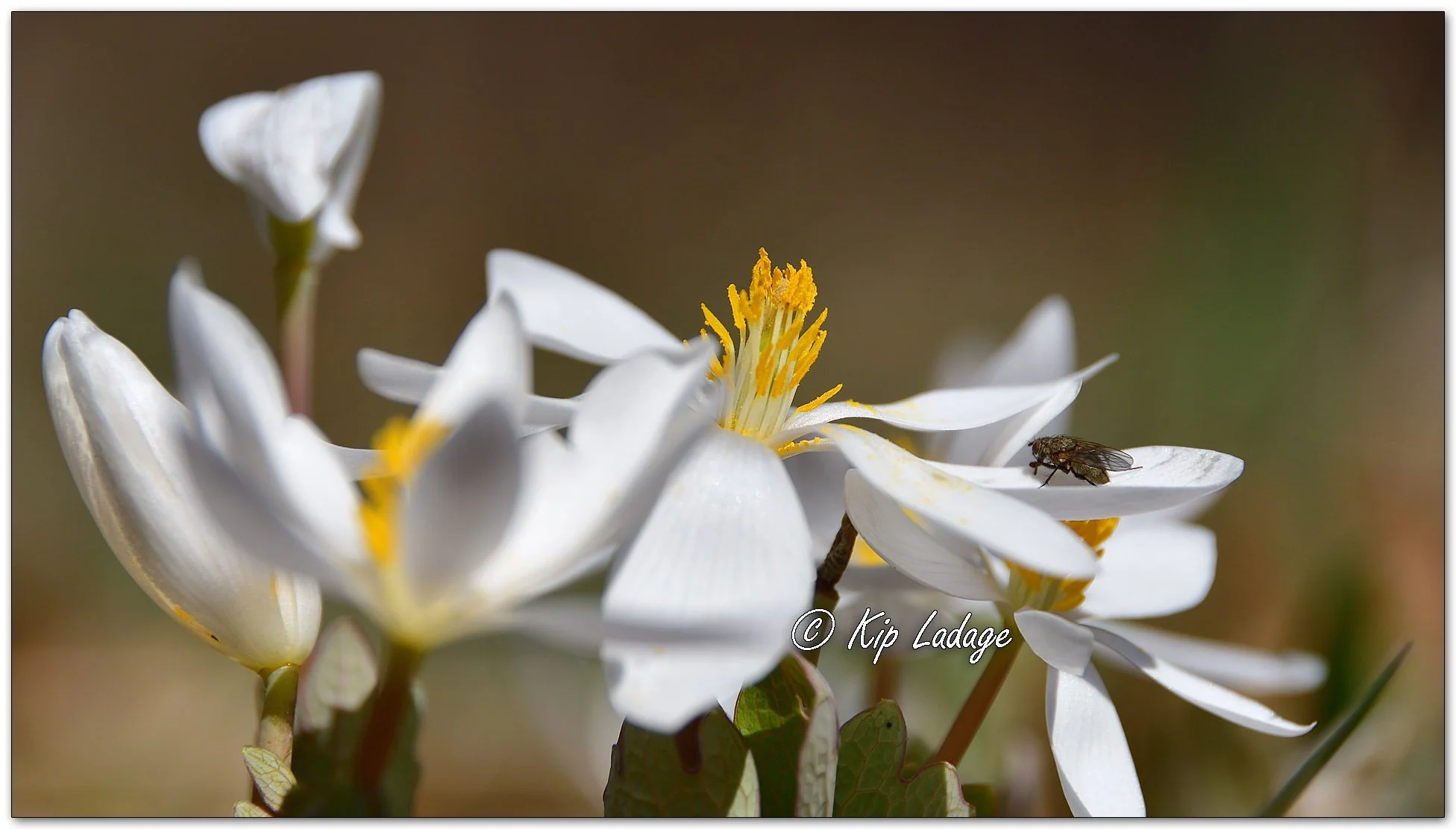 Bloodroot - Image 1083767