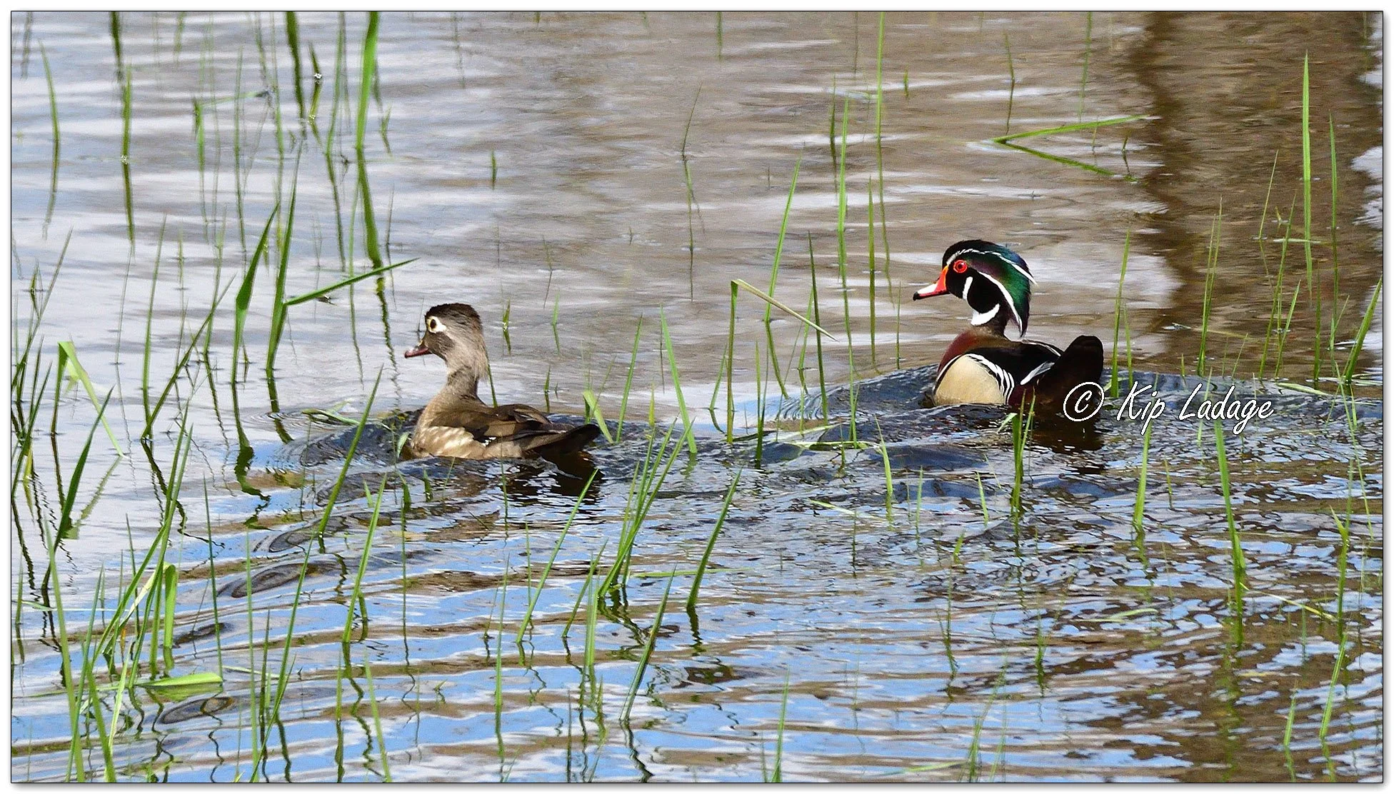 Wood Ducks - image 1090269