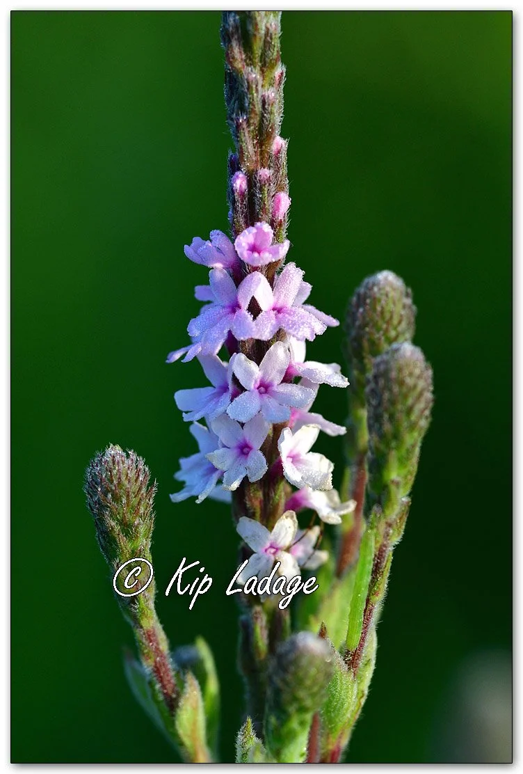 Hoary Vervain - Image 111428