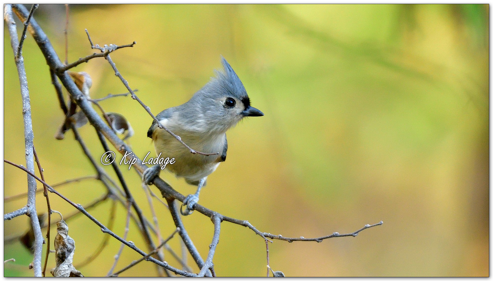 Tufted Titmouse - Image 1167295