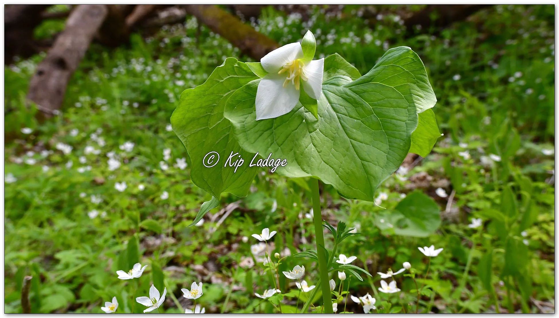 Nodding Trillium - Image 1094609