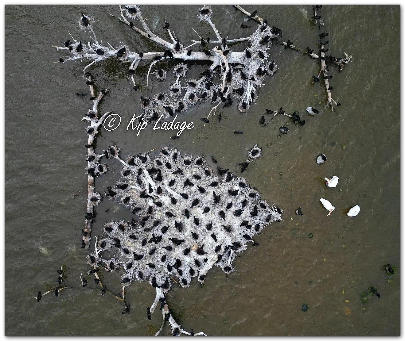 Double-crested Cormorants - Image 1095839