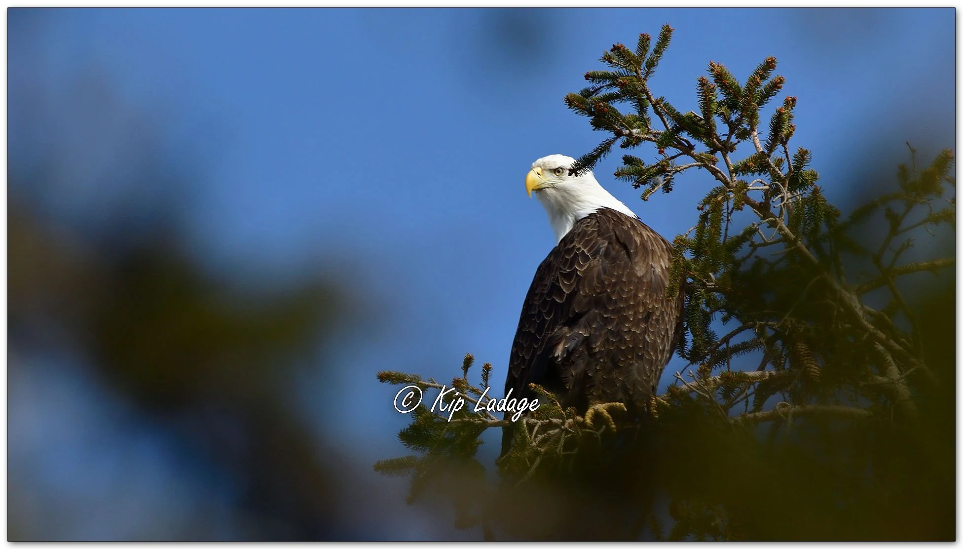 Adult Bald Eagle in Spruce Tree - Image 1075188