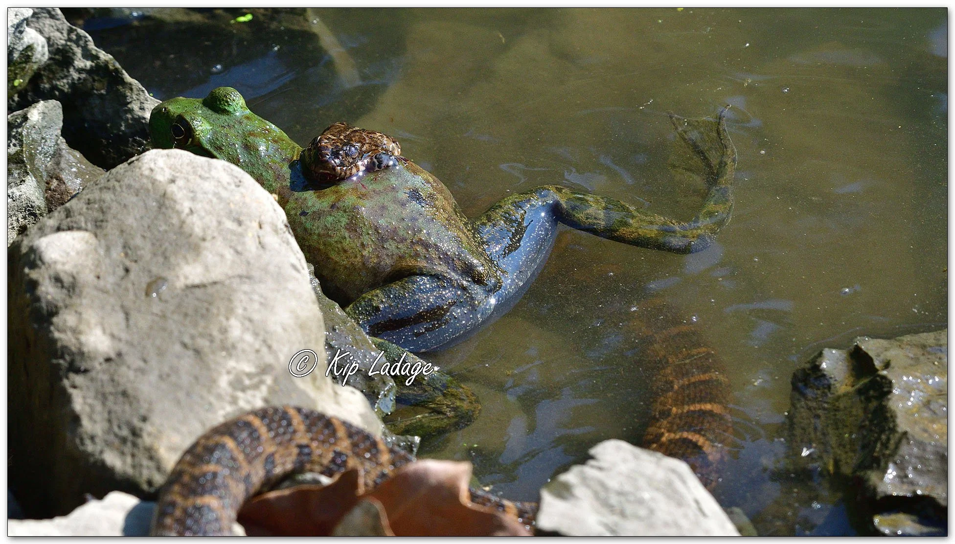 Northern Water Snake with Bullfrog - Image 1130770