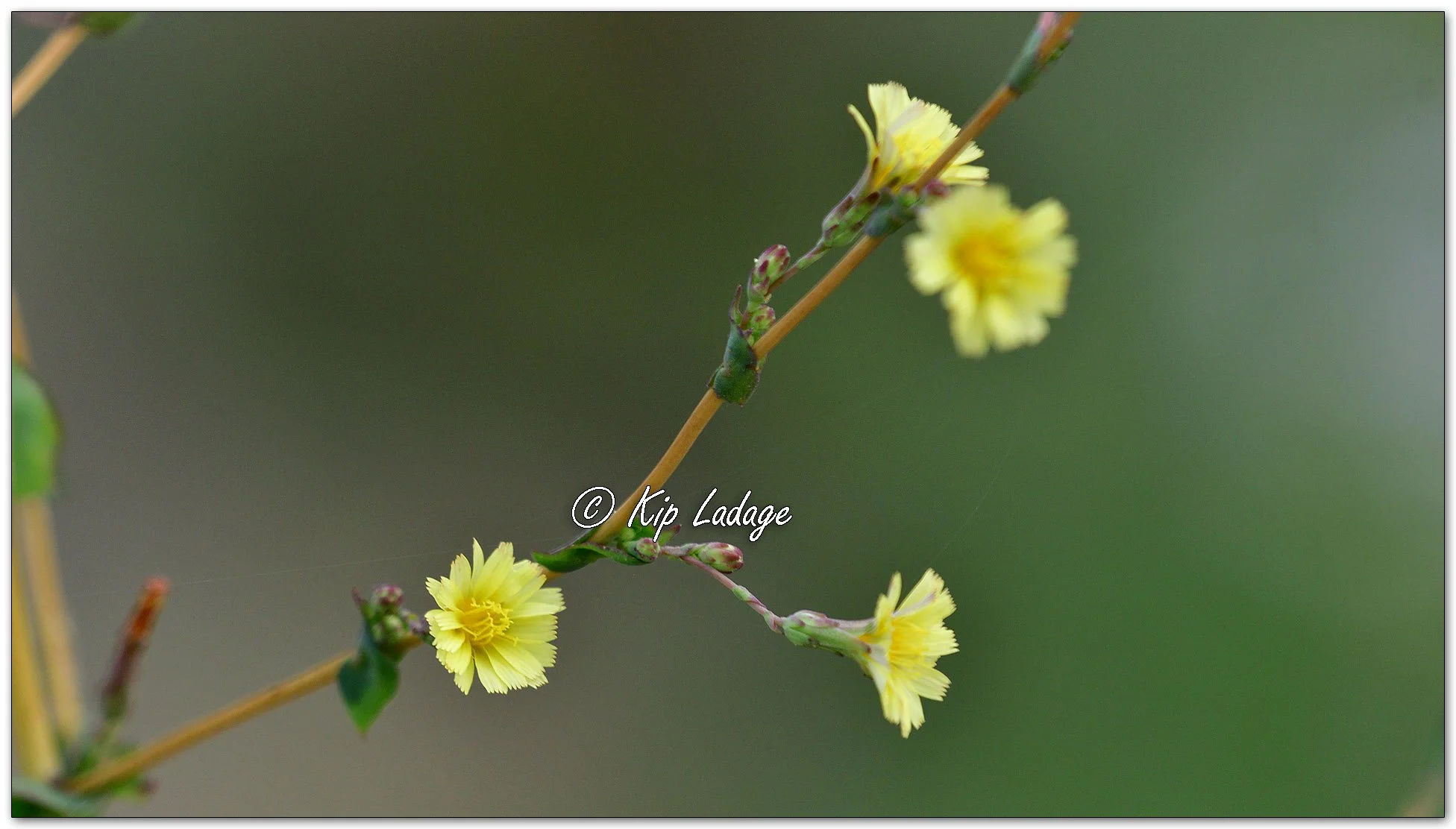 Prickly Lettuce - Image 1142097