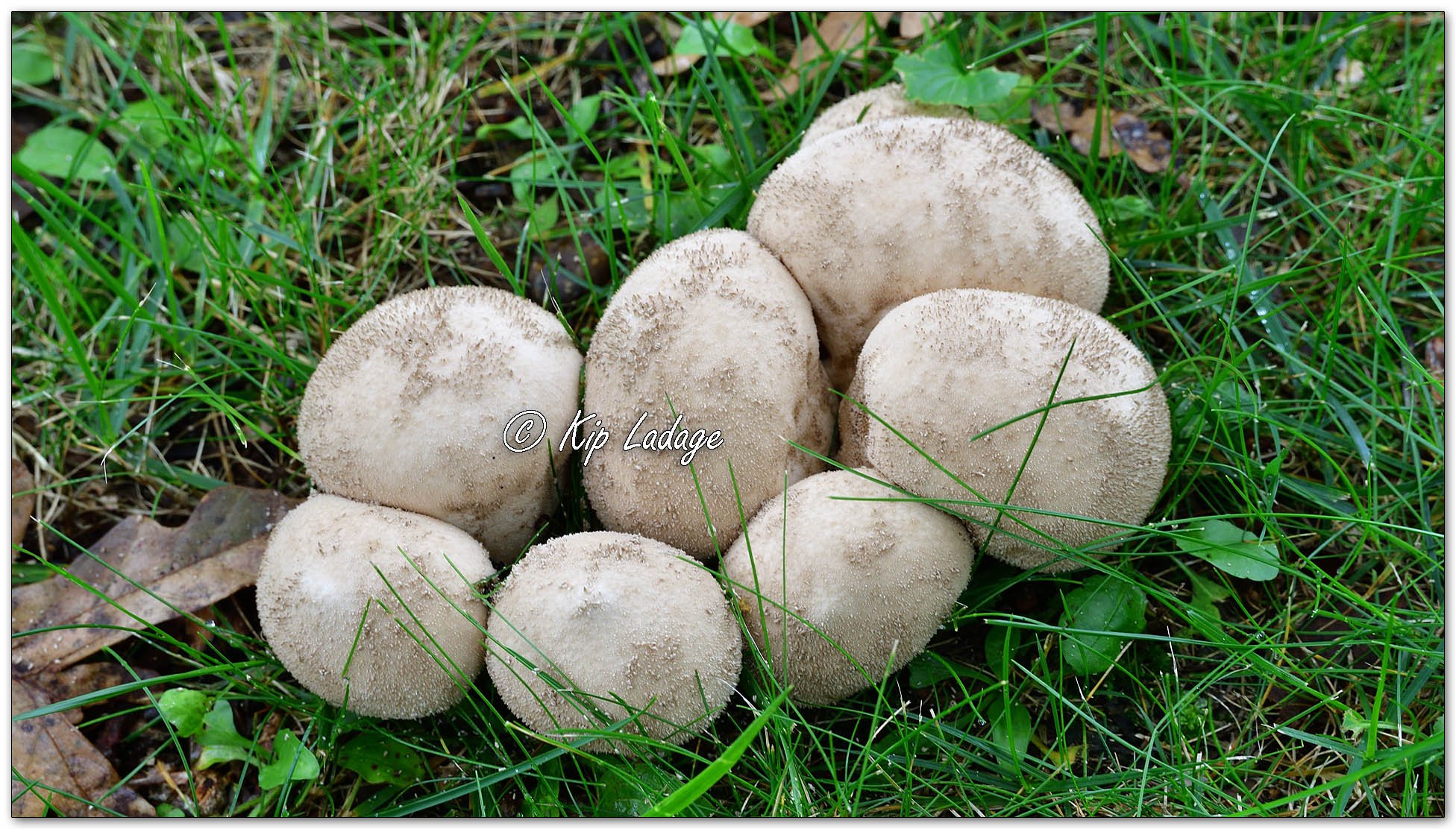 Common Puffball - Image 1154496