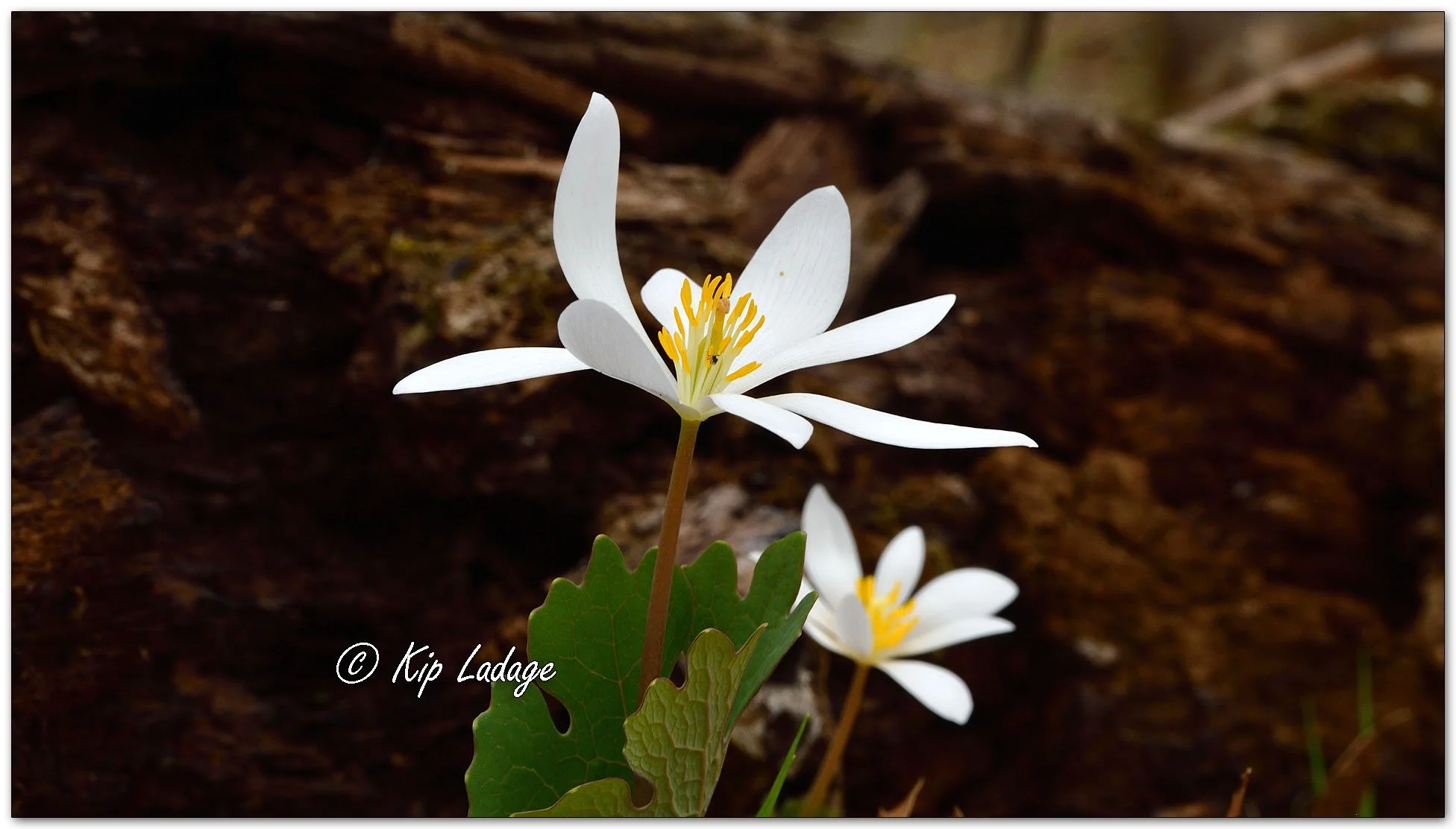 Bloodroot - Image 1086122