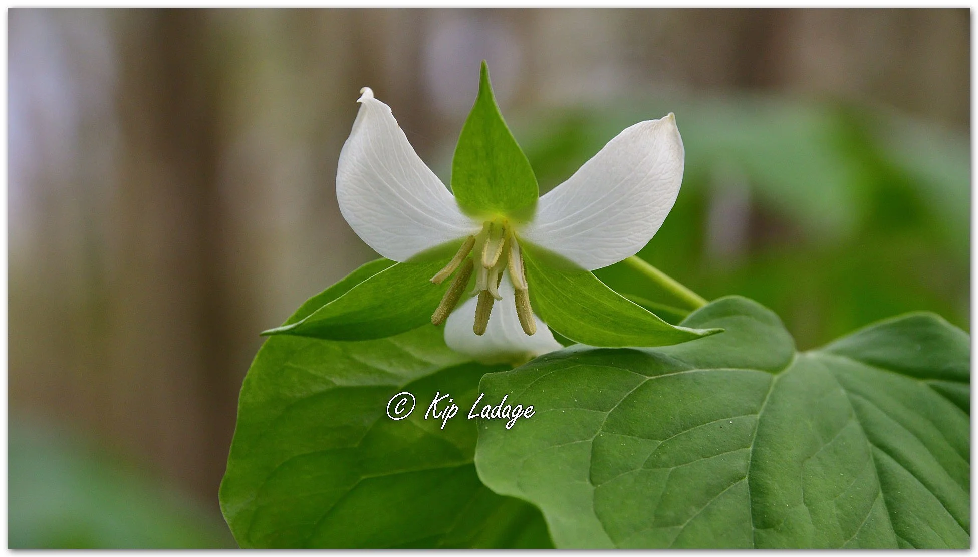 Nodding Trillium - Image 1091736