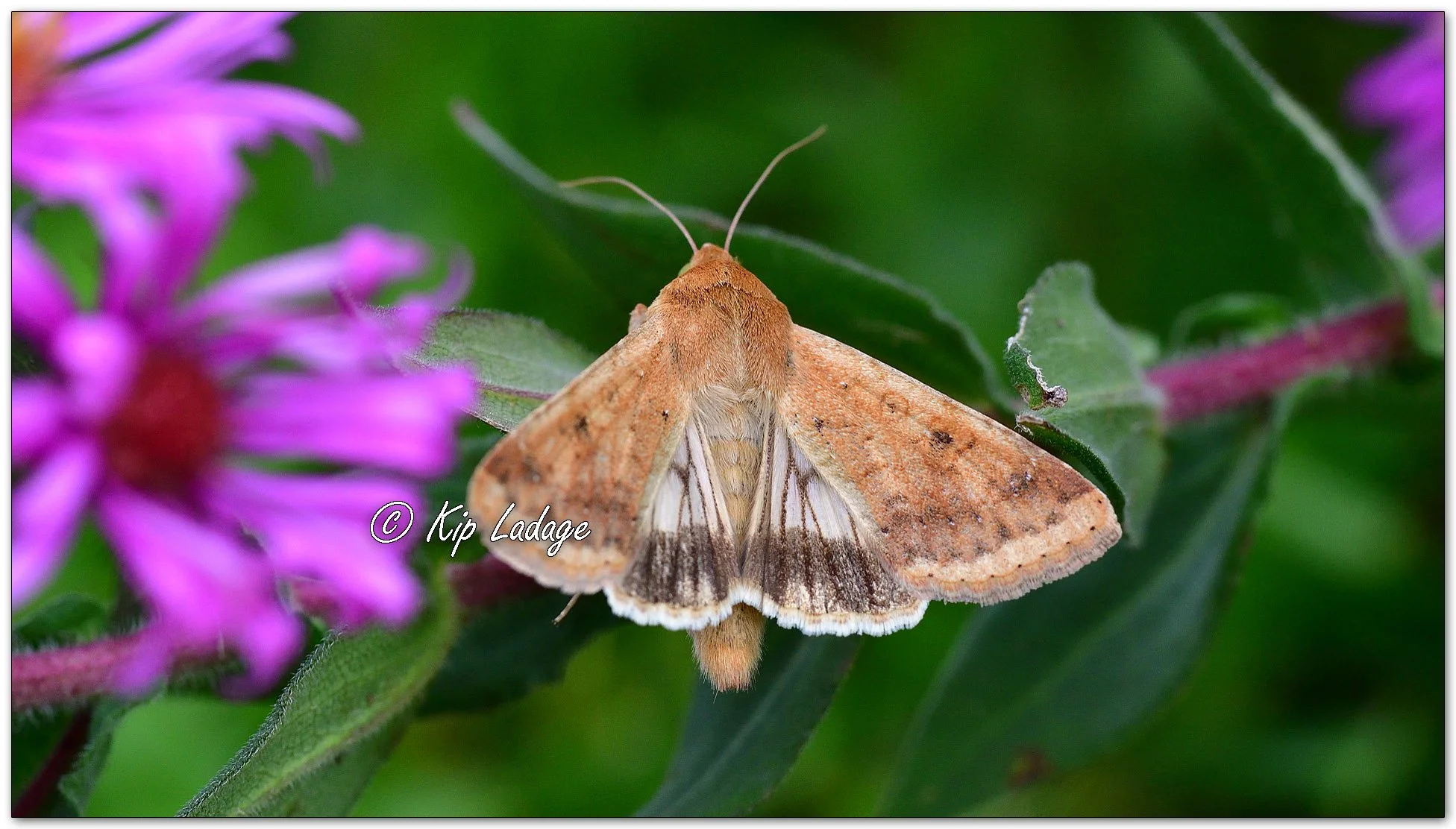 Corn Earworm Moth - Image 1154784